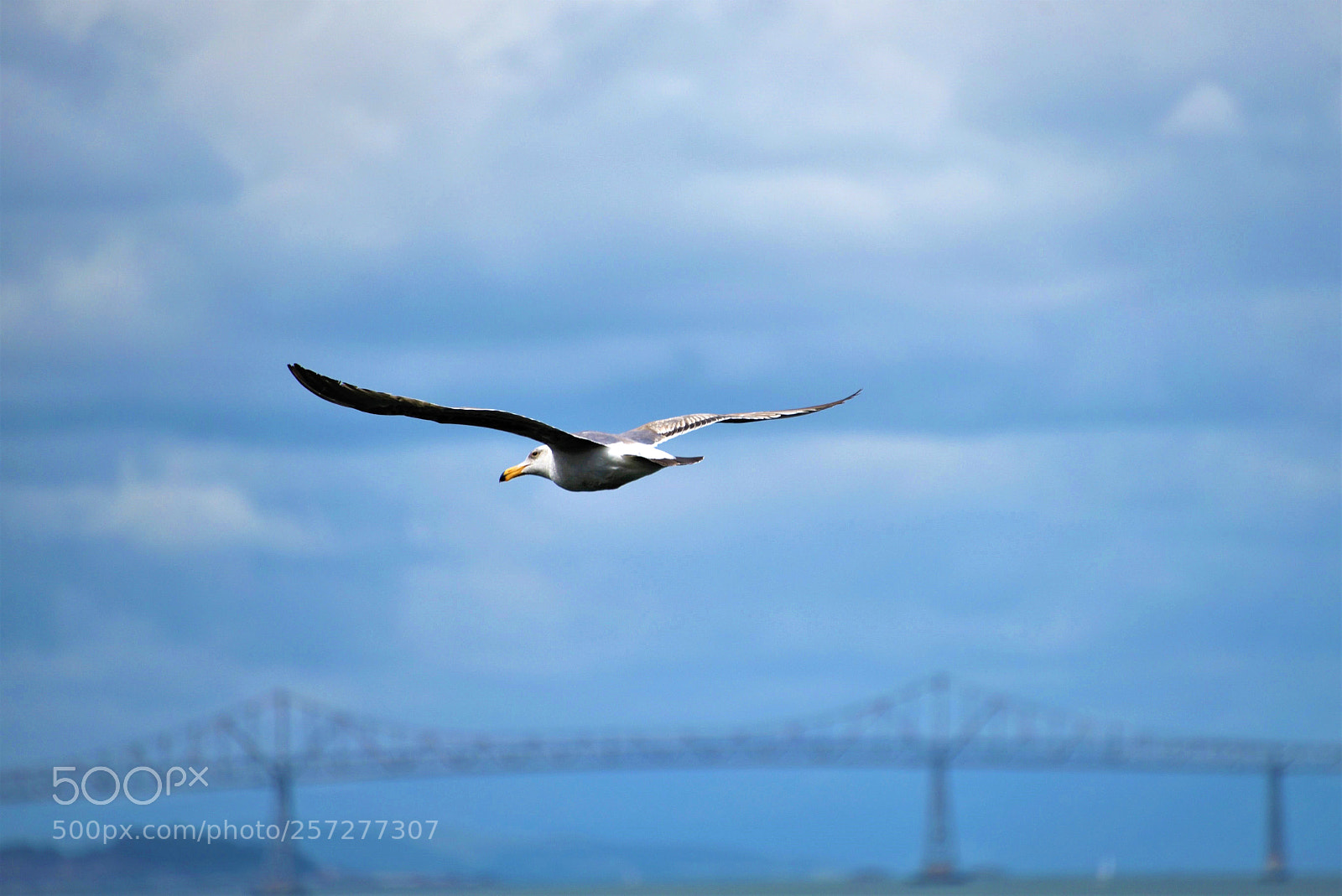 Nikon D750 sample photo. Flying seagull in tiburon photography