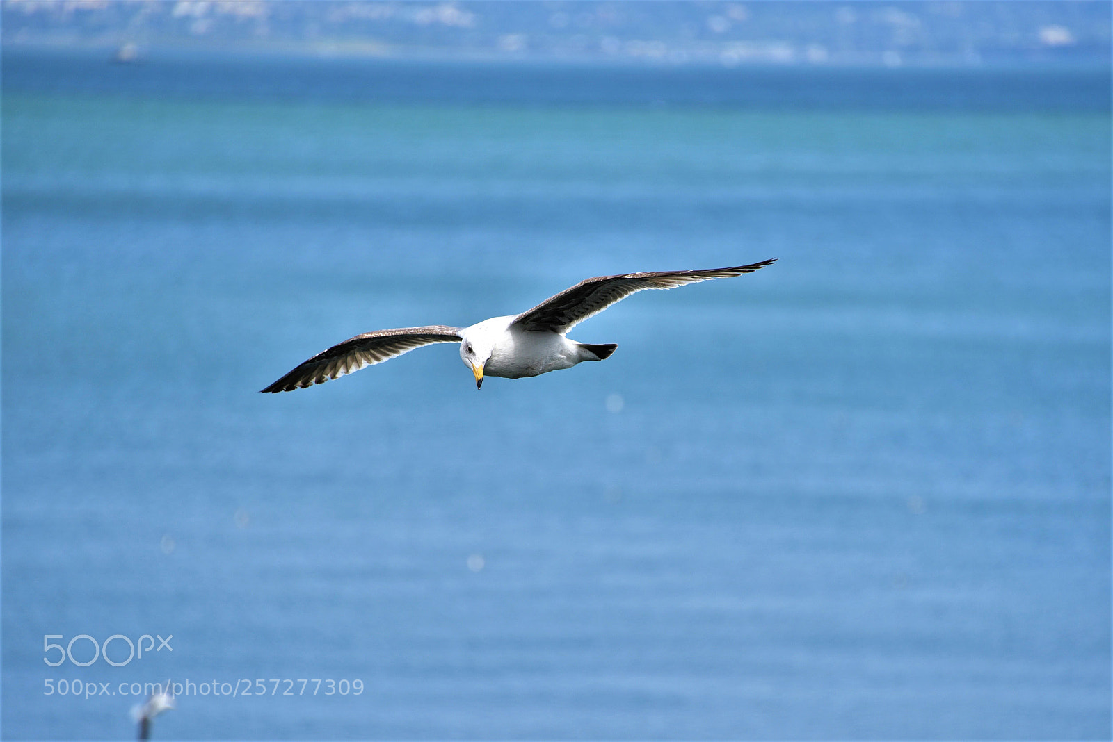 Nikon D750 sample photo. Flying seagull in tiburon photography