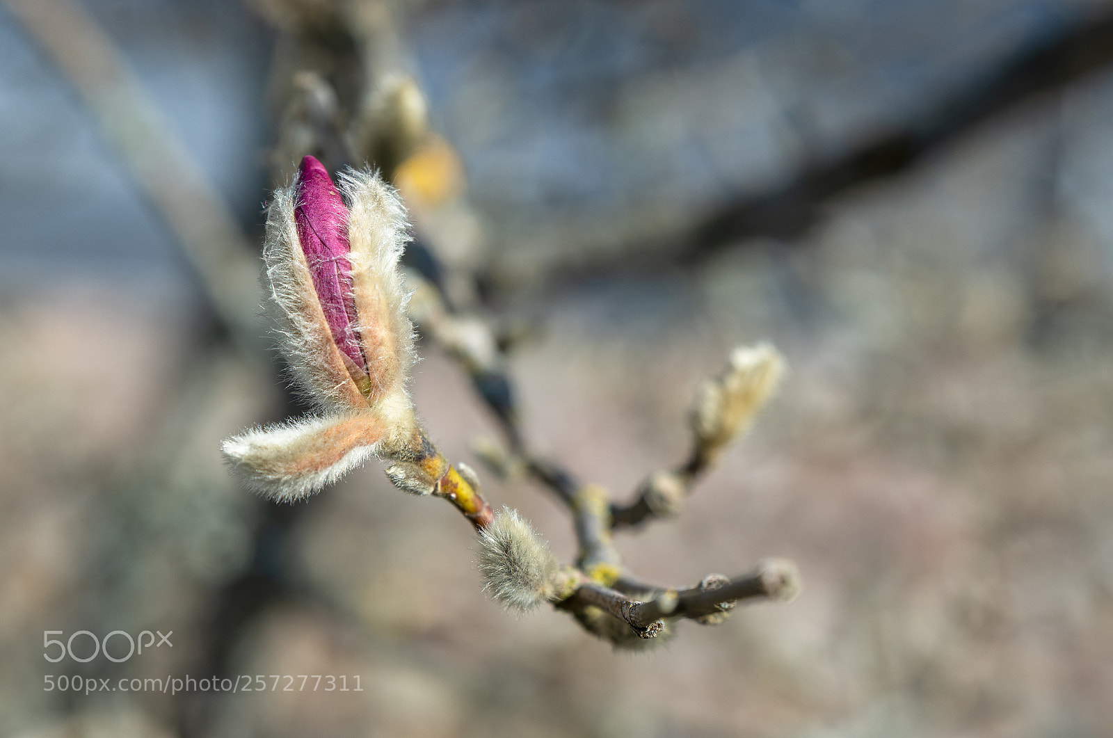 Nikon D850 sample photo. Magnolia photography