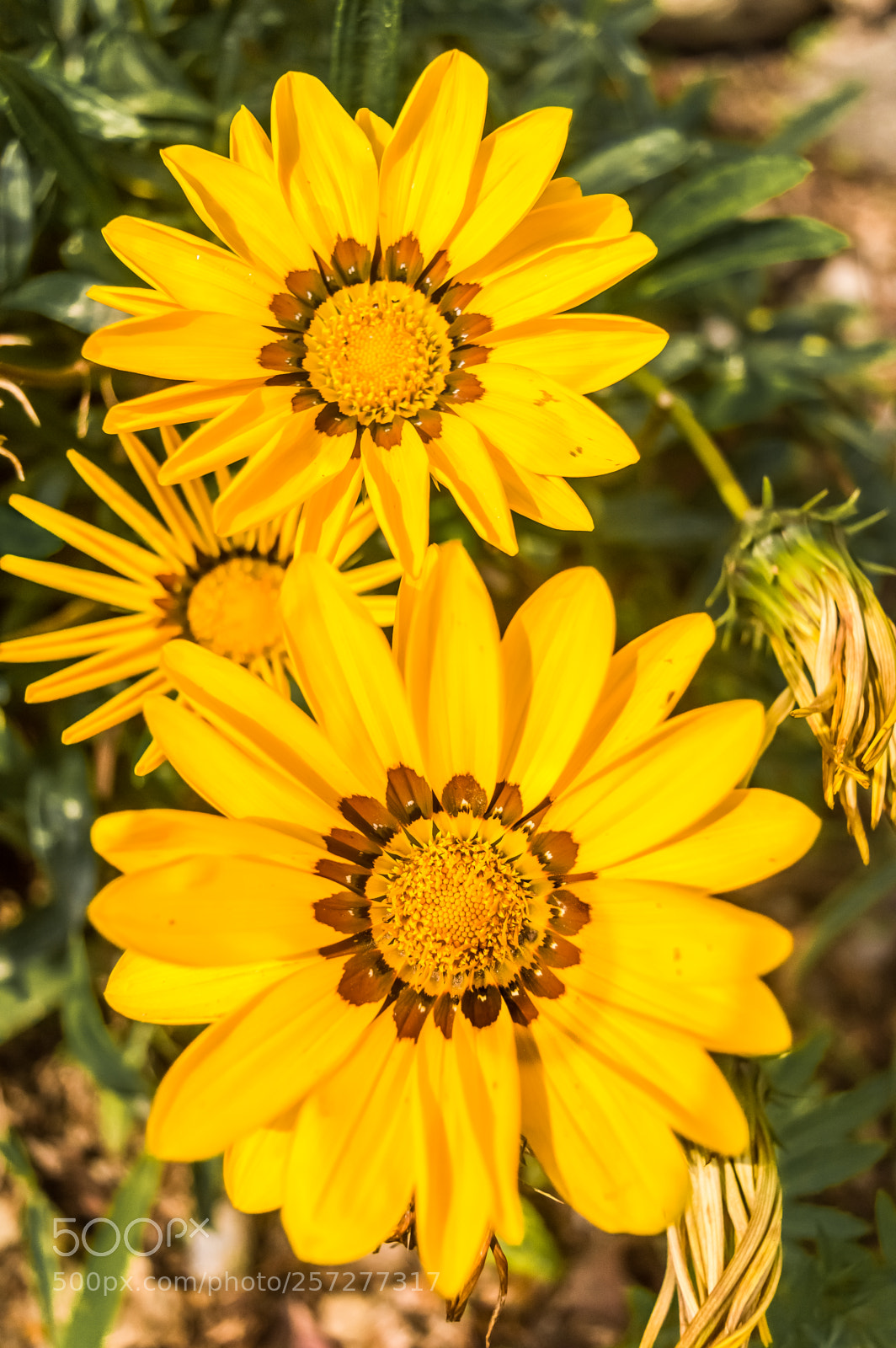 Nikon D3200 sample photo. Sunflower photography