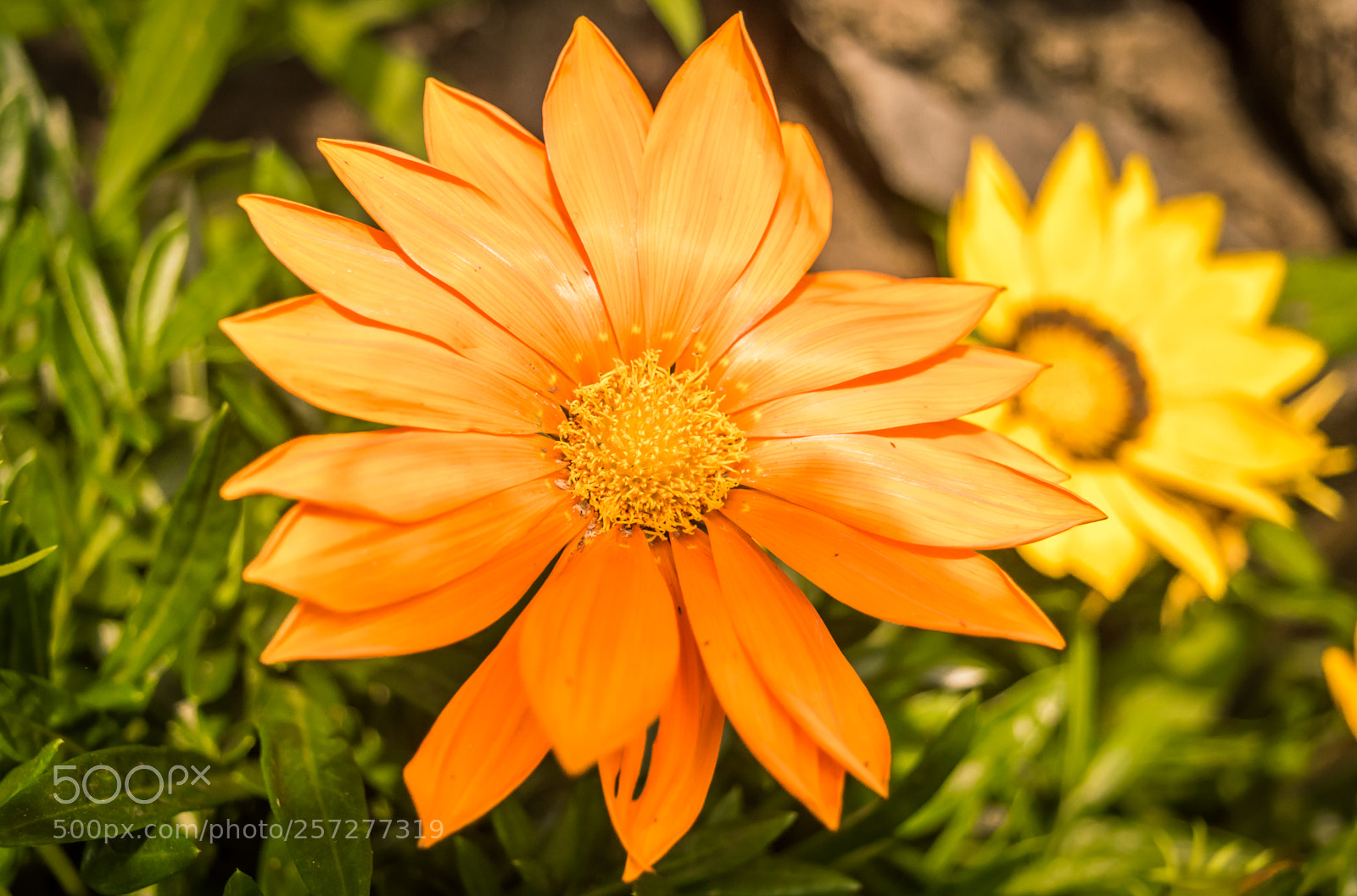 Nikon D3200 sample photo. Sunflower with buds and photography