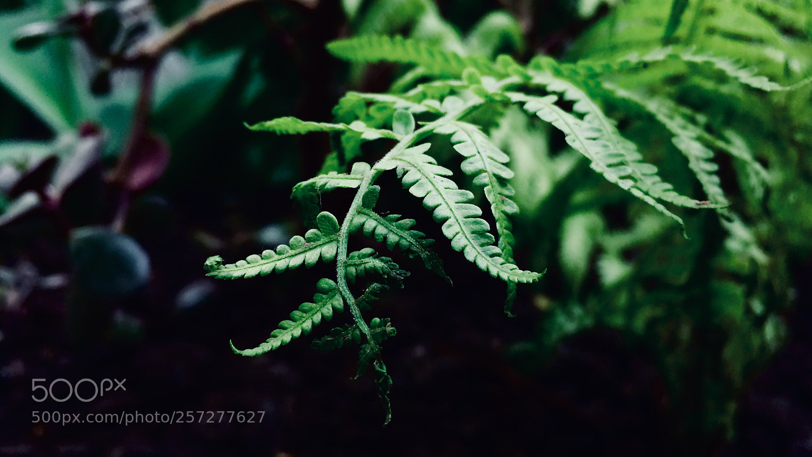 Apple iPhone 5s sample photo. Spirals photography