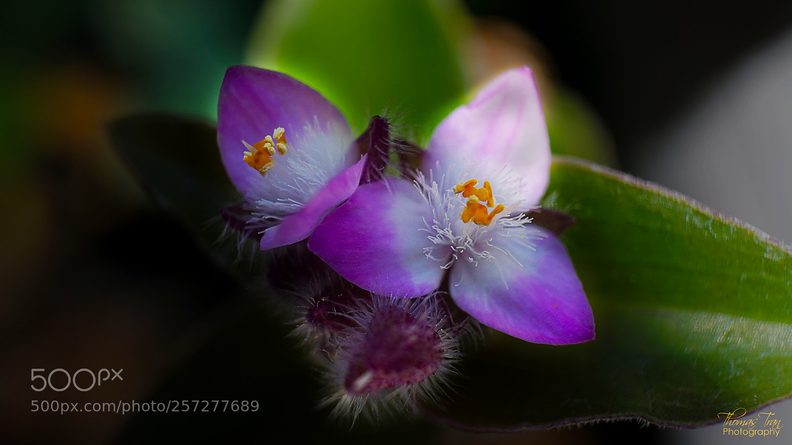Sony a6000 sample photo. Pink seeds bloom macro photography