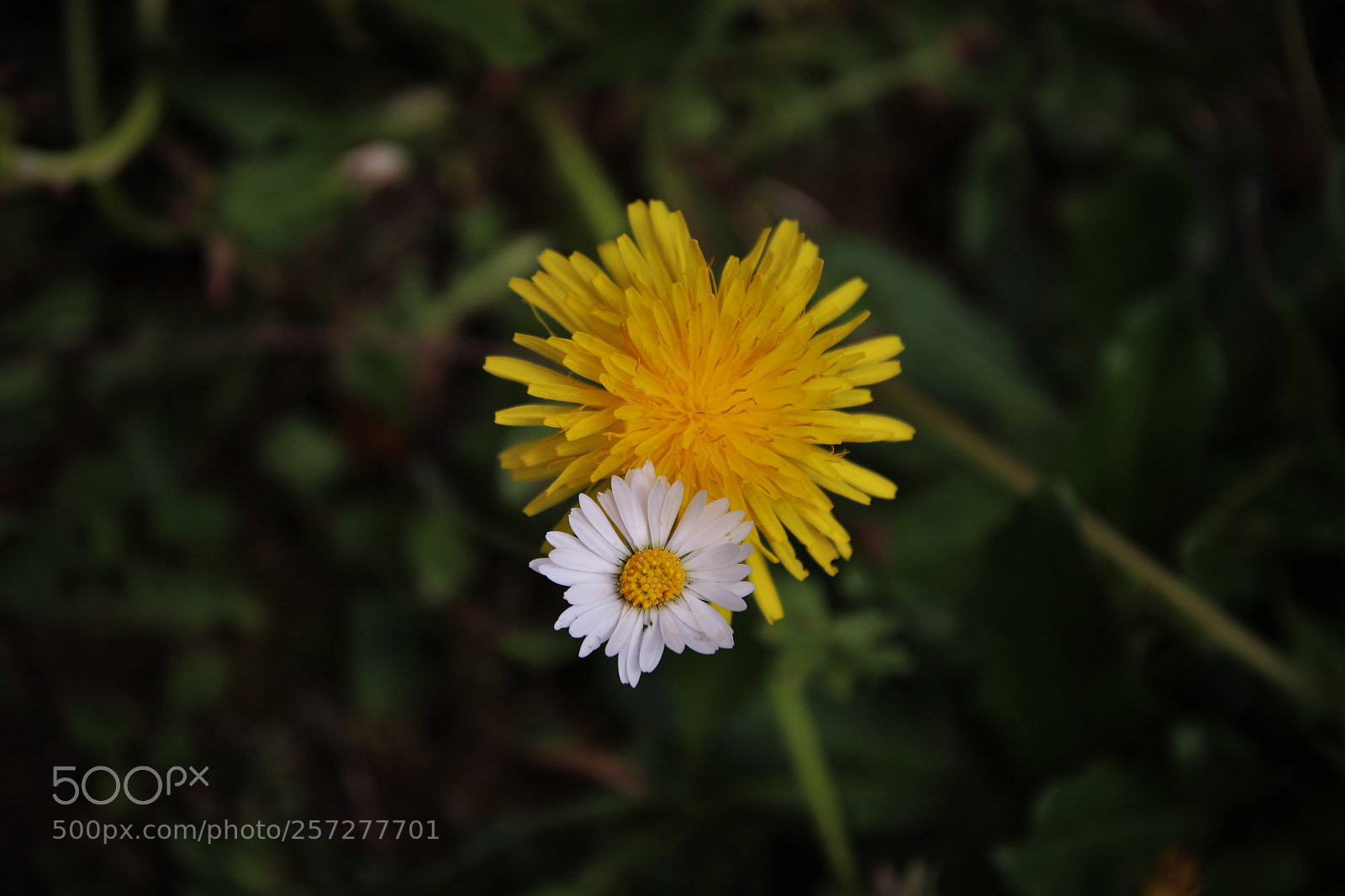 Canon EOS 100D (EOS Rebel SL1 / EOS Kiss X7) sample photo. Close enough  photography