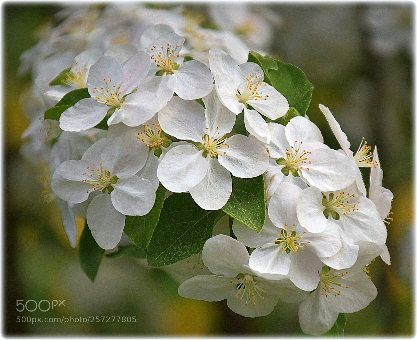 Nikon D7200 sample photo. "blossom" photography