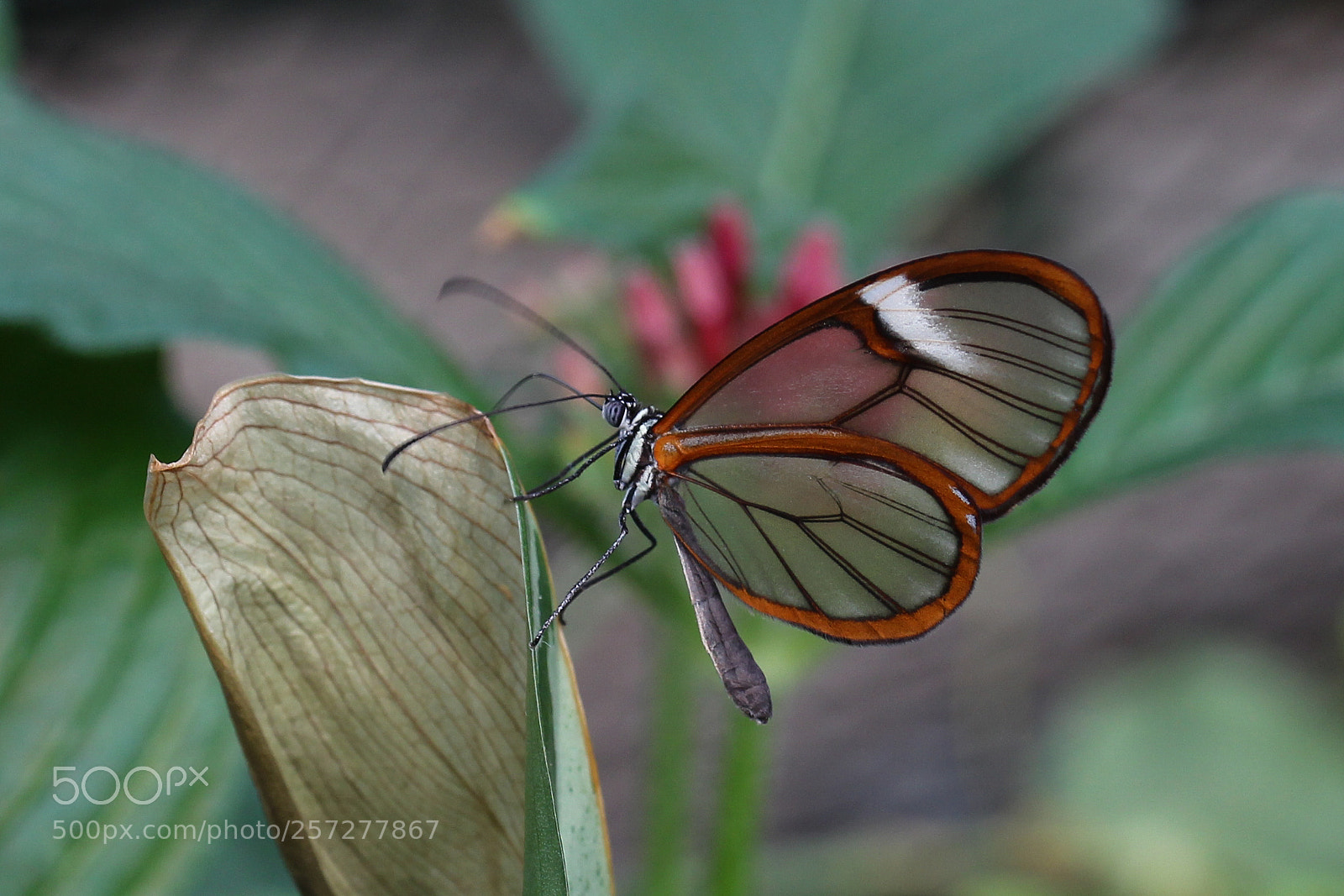 Canon EOS 650D (EOS Rebel T4i / EOS Kiss X6i) sample photo. Butterfly1 photography