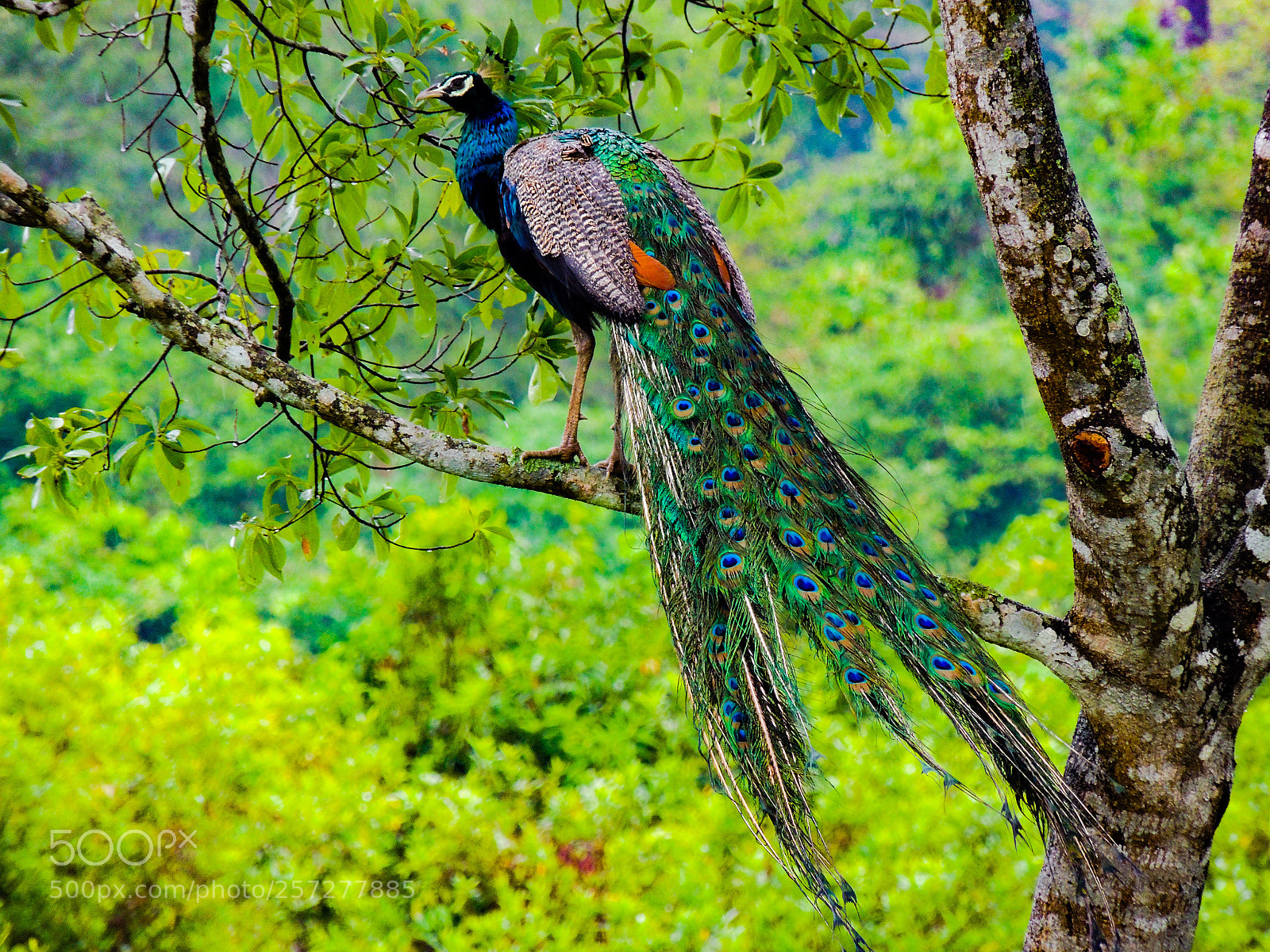 Nikon Coolpix P510 sample photo. Indian peacock photography