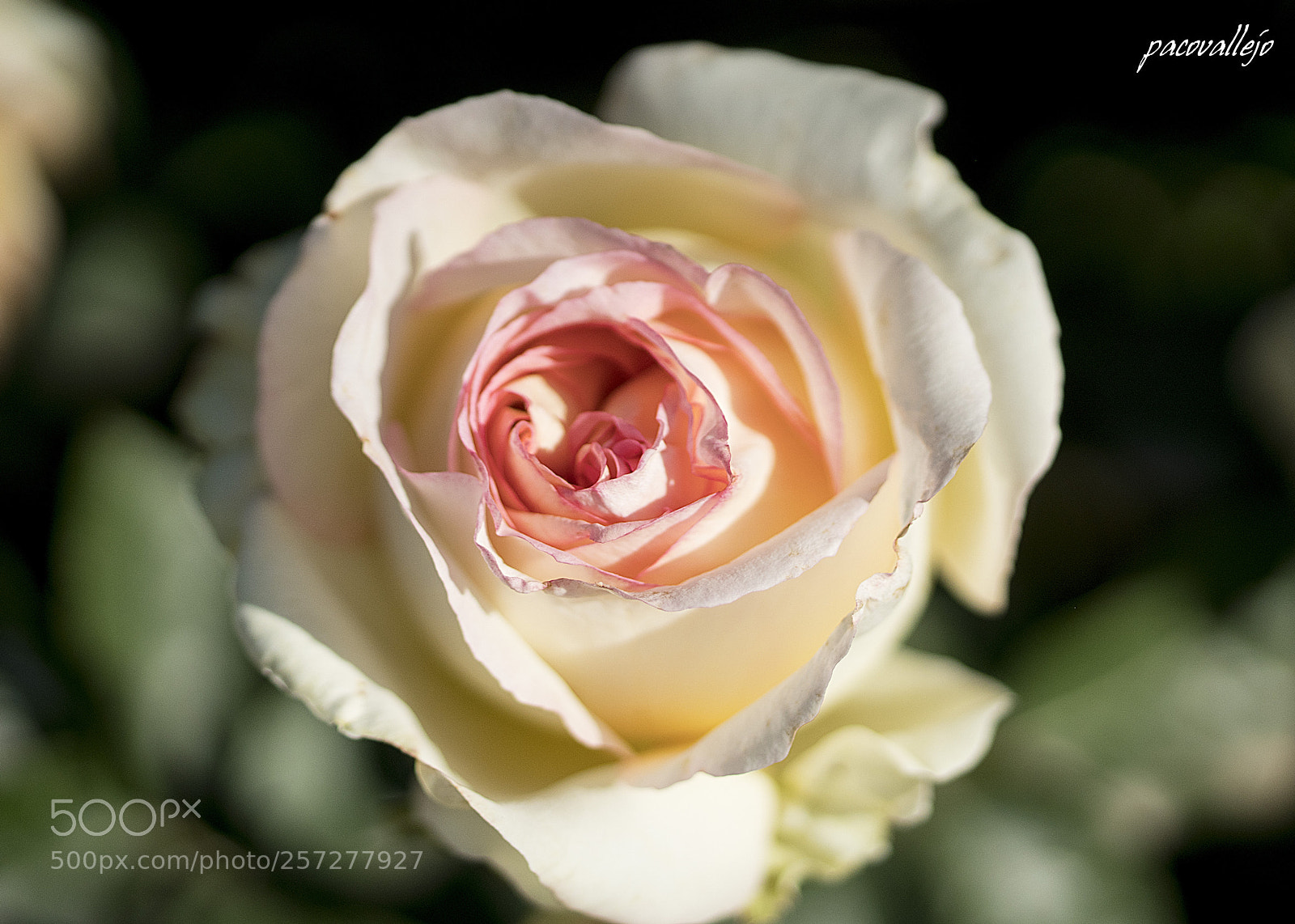 Sony a99 II sample photo. Dsc photography