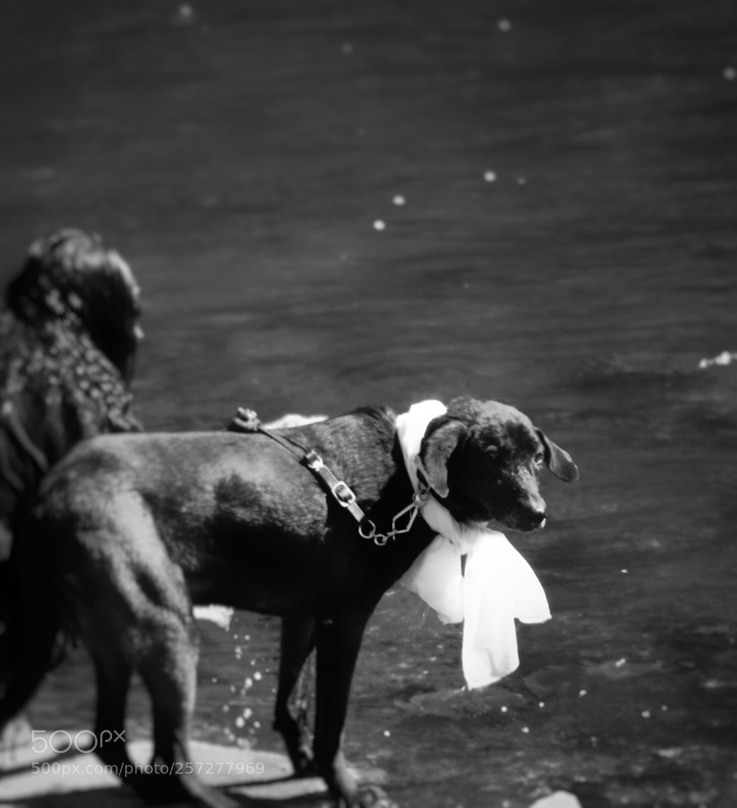 Nikon D3000 sample photo. Untitled photography