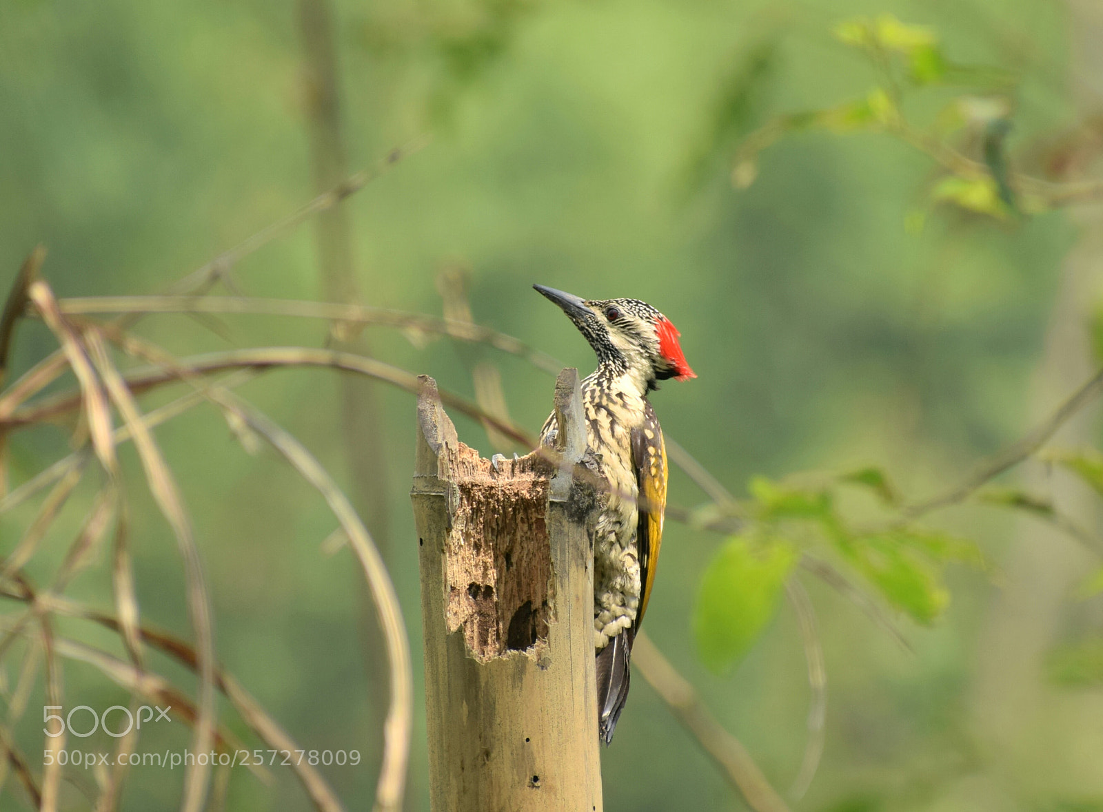 Nikon D3300 sample photo. সুবর্ণ কাঠঠোকরা photography