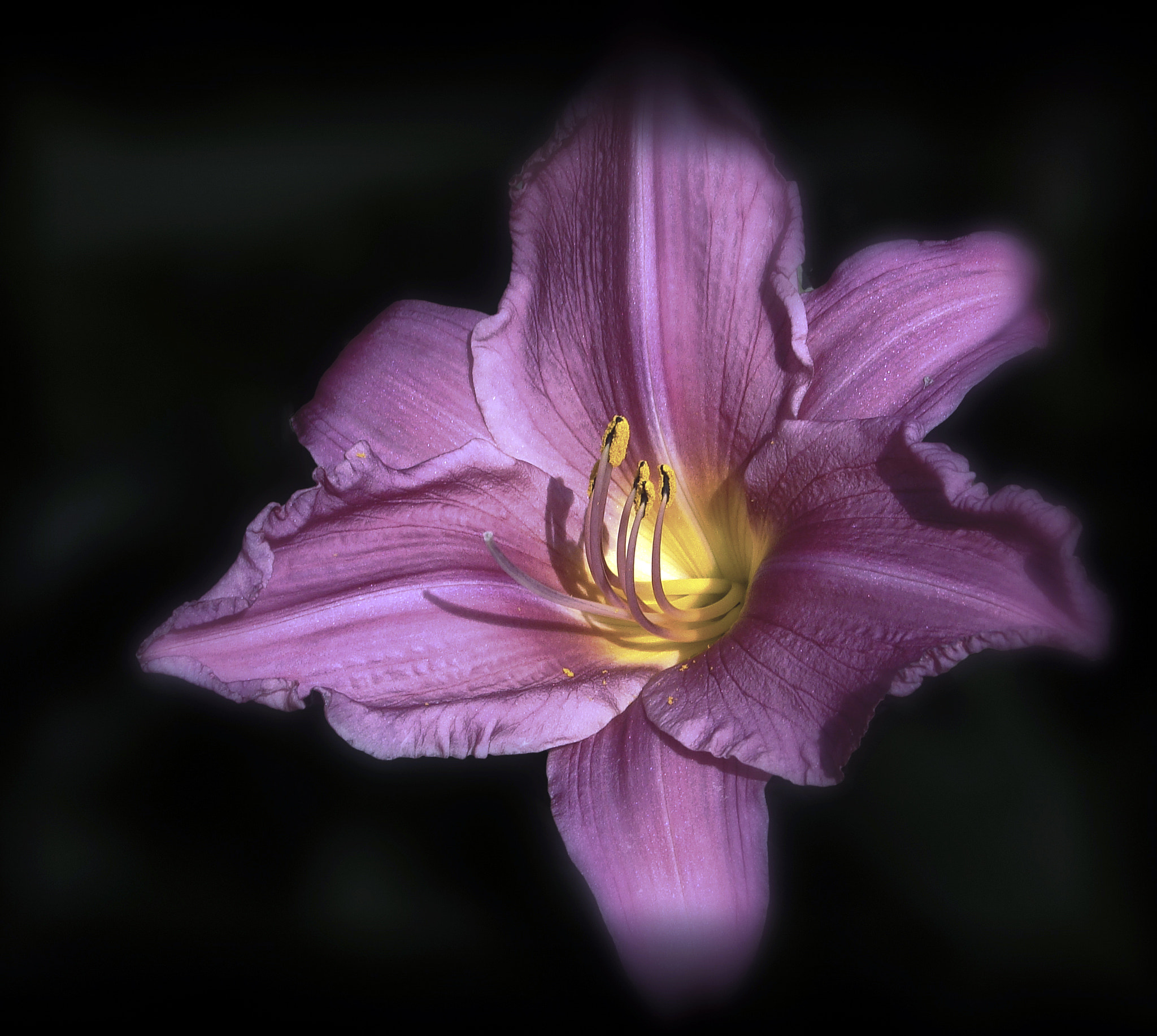 Sony Cyber-shot DSC-H10 sample photo. Lore bat photography