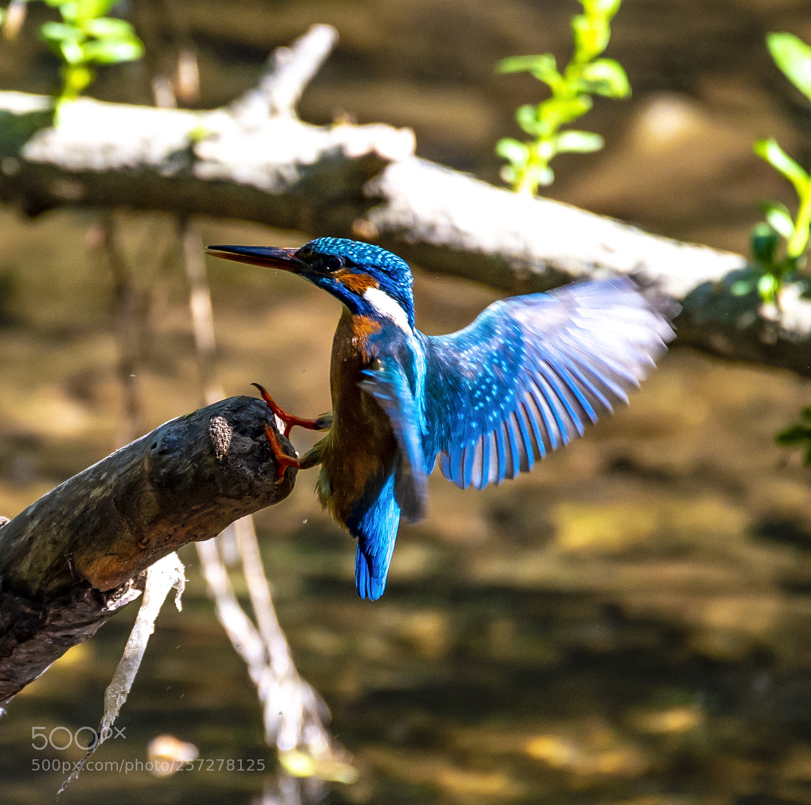 Nikon D4 sample photo. Kingfisher - landing photography