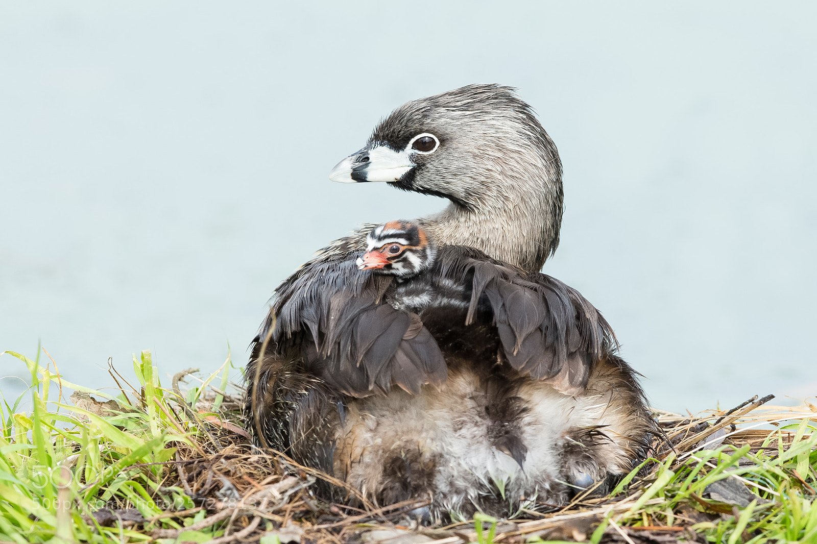 Canon EOS-1D X sample photo. Pied billed grebe and photography