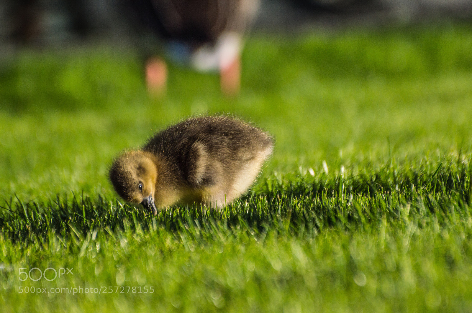 Nikon D3200 sample photo. A gosling photography