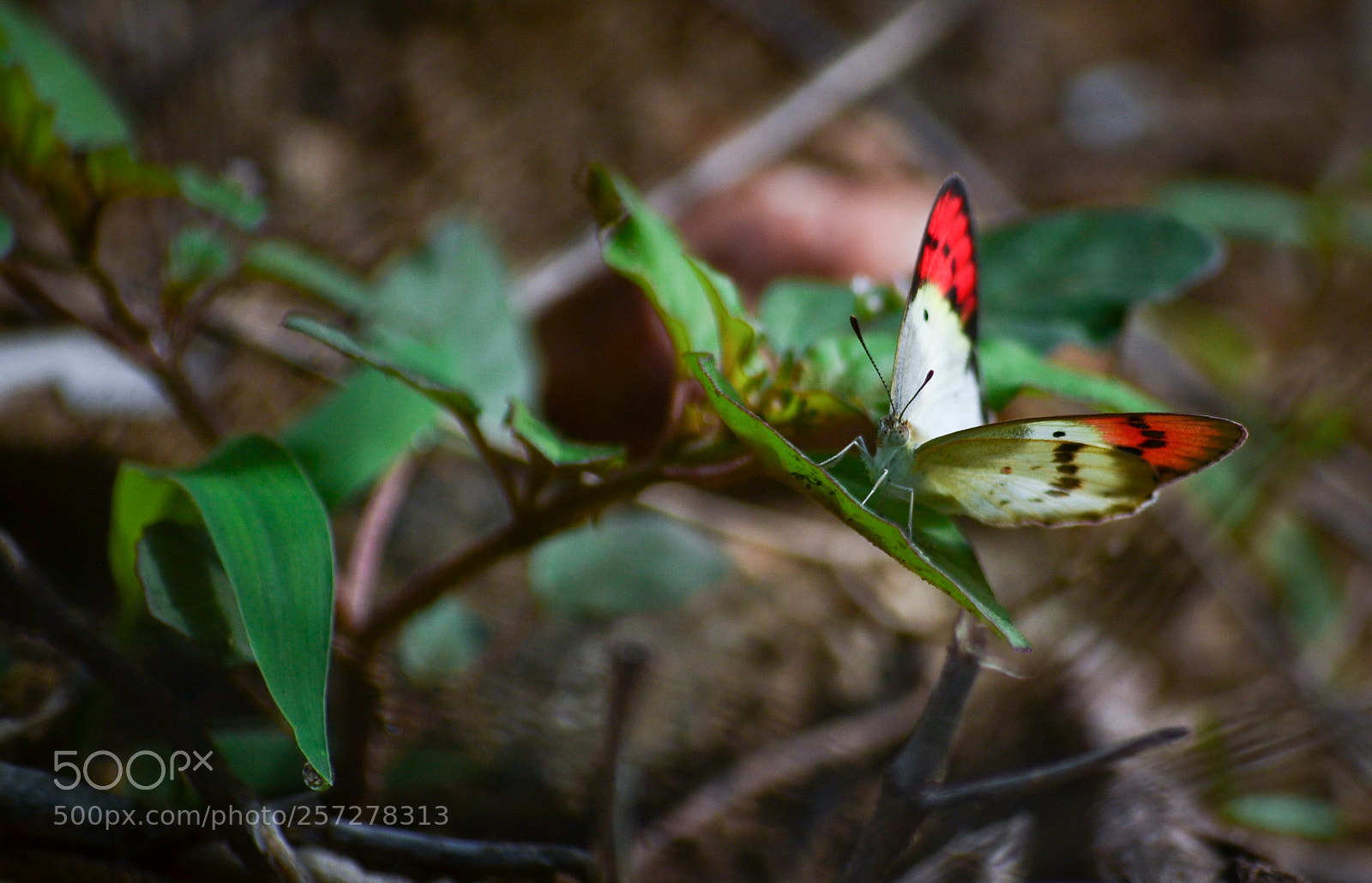 Nikon D3100 sample photo. How i am friend !!! photography