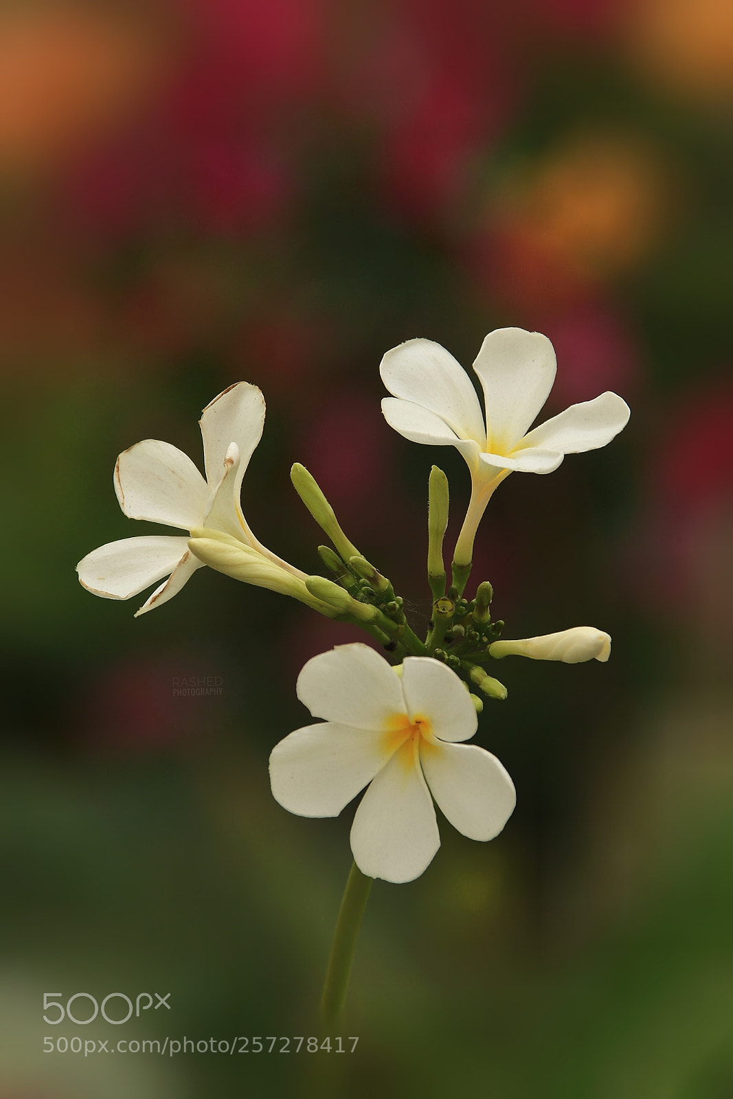 Canon EOS 7D Mark II sample photo. Untitled photography