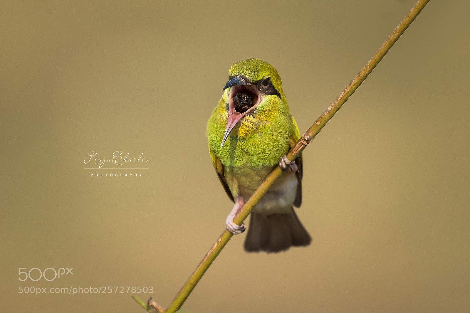 Nikon D810 sample photo. Green bee eater photography
