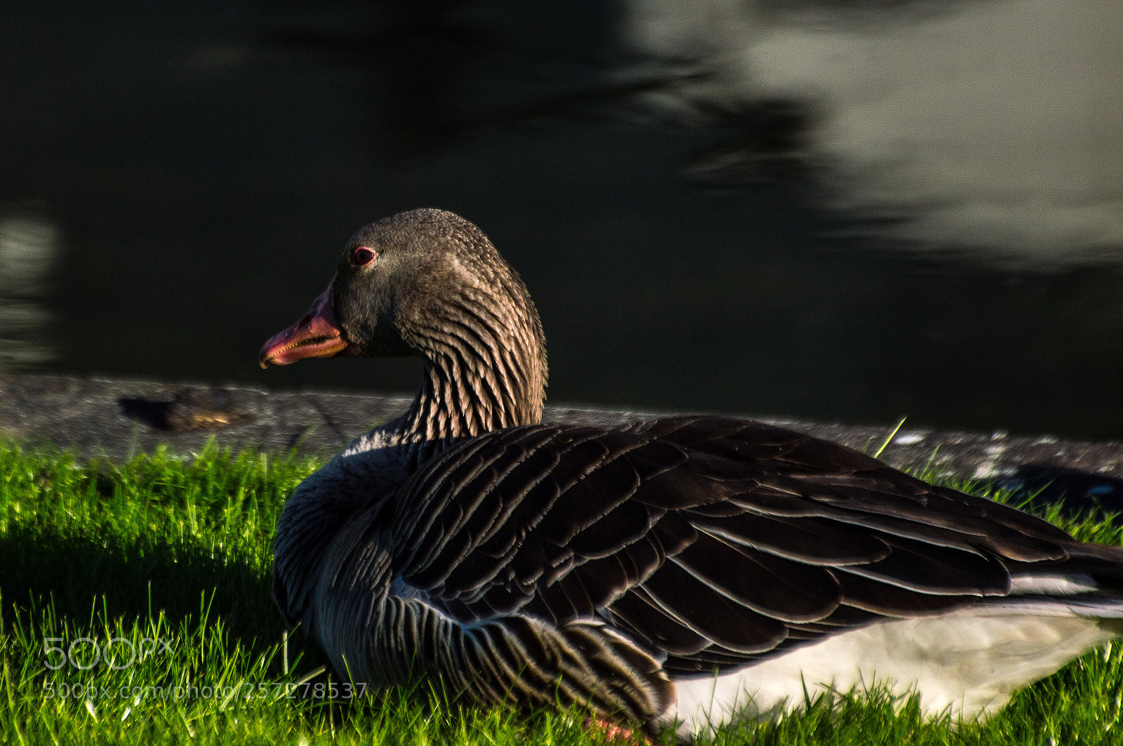 Nikon D3200 sample photo. A ghoose photography