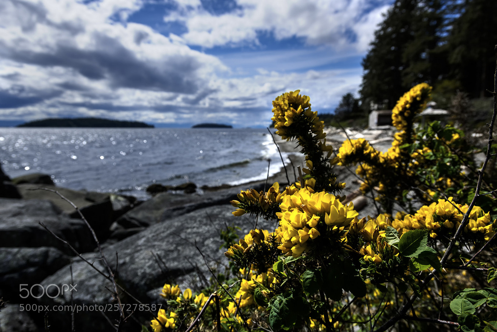 Nikon D810 sample photo. Glowing yellow photography