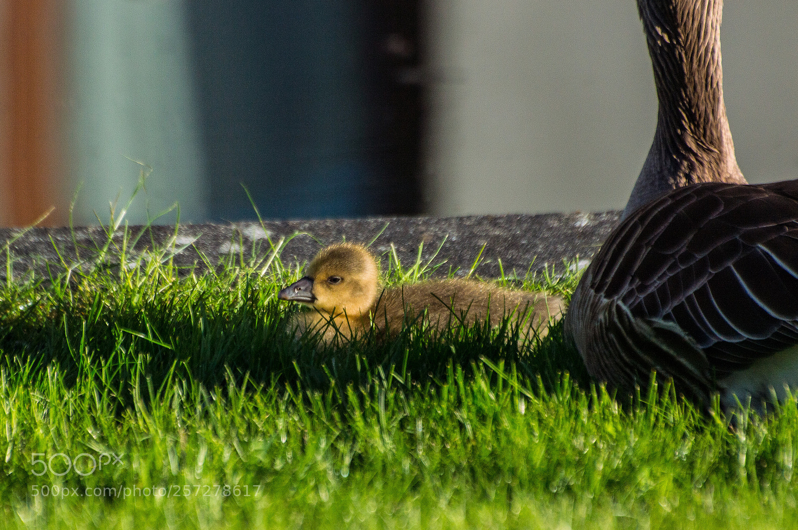 Nikon D3200 sample photo. A gosling photography