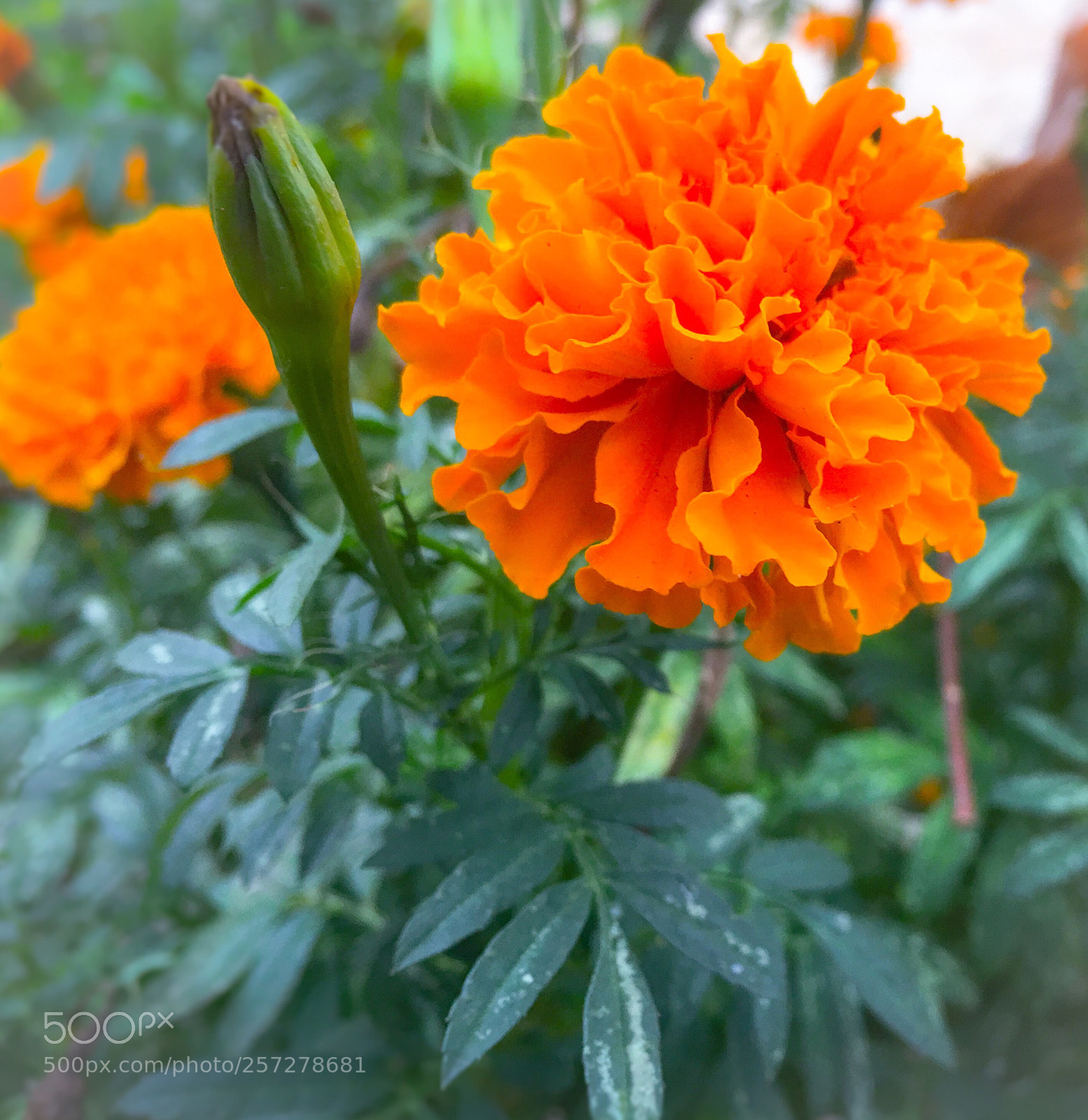 Apple iPhone 6s Plus sample photo. D.c. garden. photography
