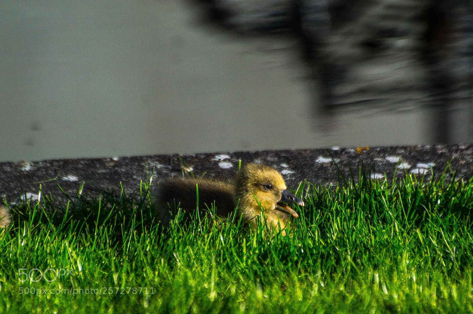 Nikon D3200 sample photo. A gosling photography