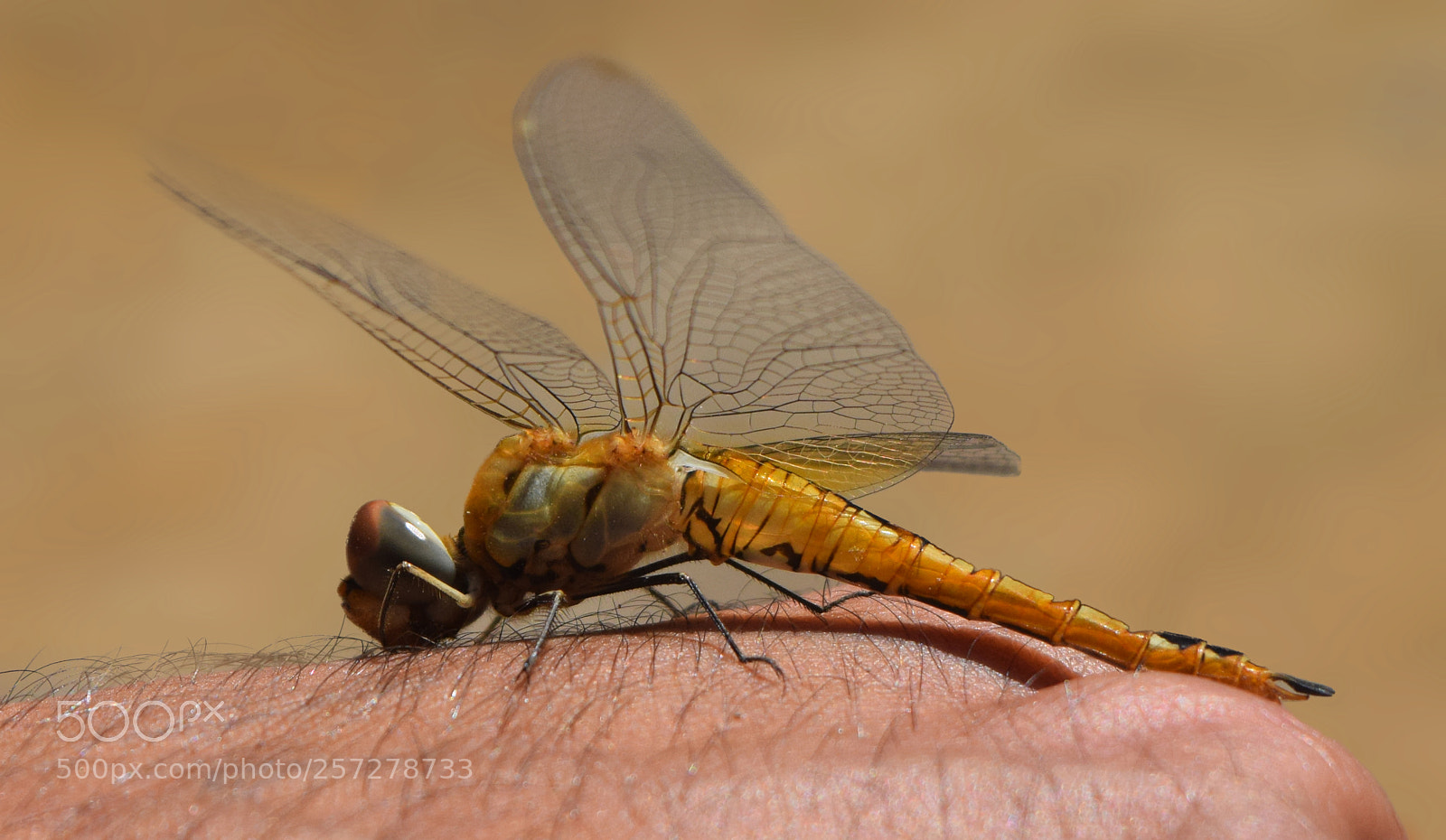 Nikon D3300 sample photo. Dragonfly photography