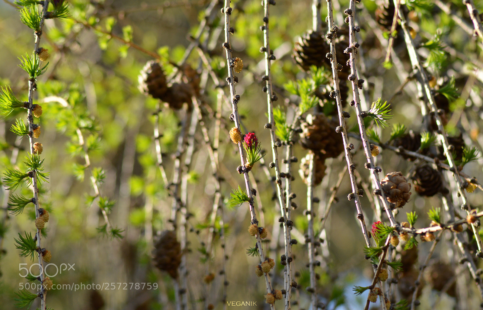 Nikon D3200 sample photo. Cone's world photography