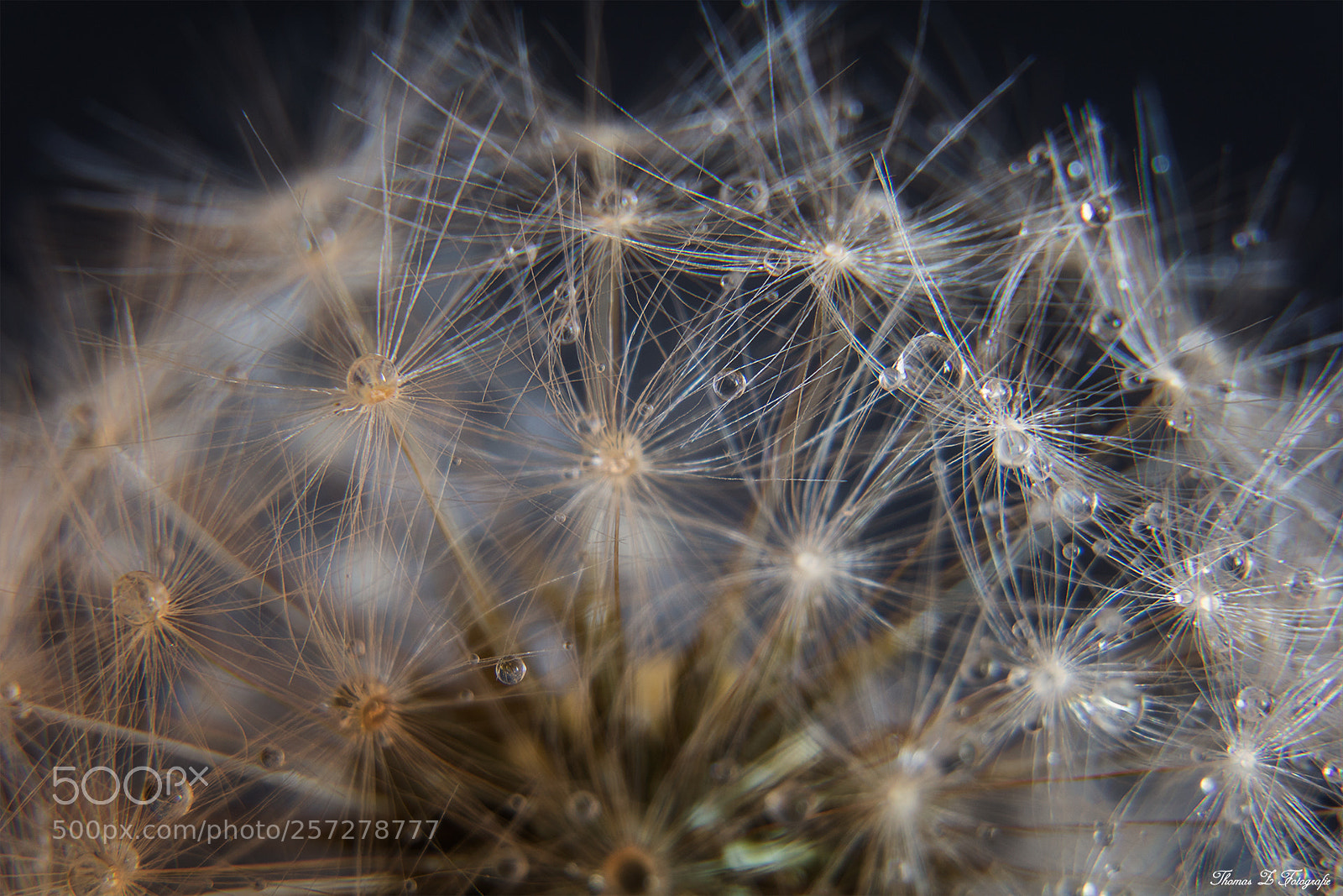 Canon EOS 750D (EOS Rebel T6i / EOS Kiss X8i) sample photo. Dandelion pt2 photography