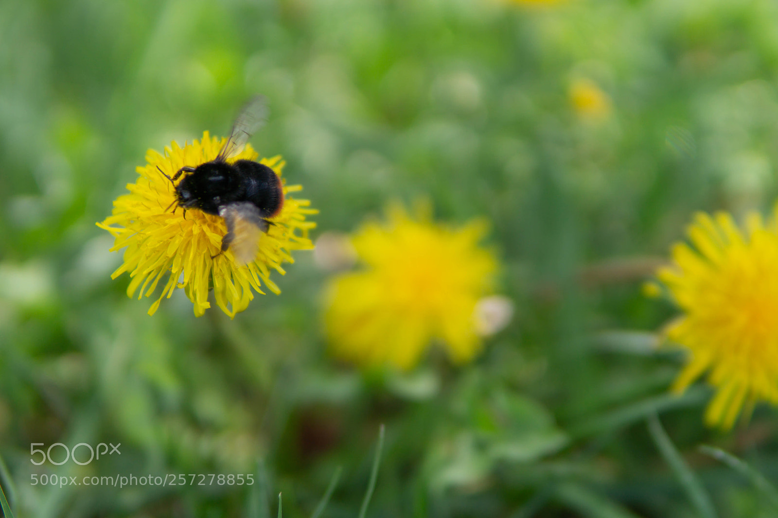 Sony a6000 sample photo. Big bee photography