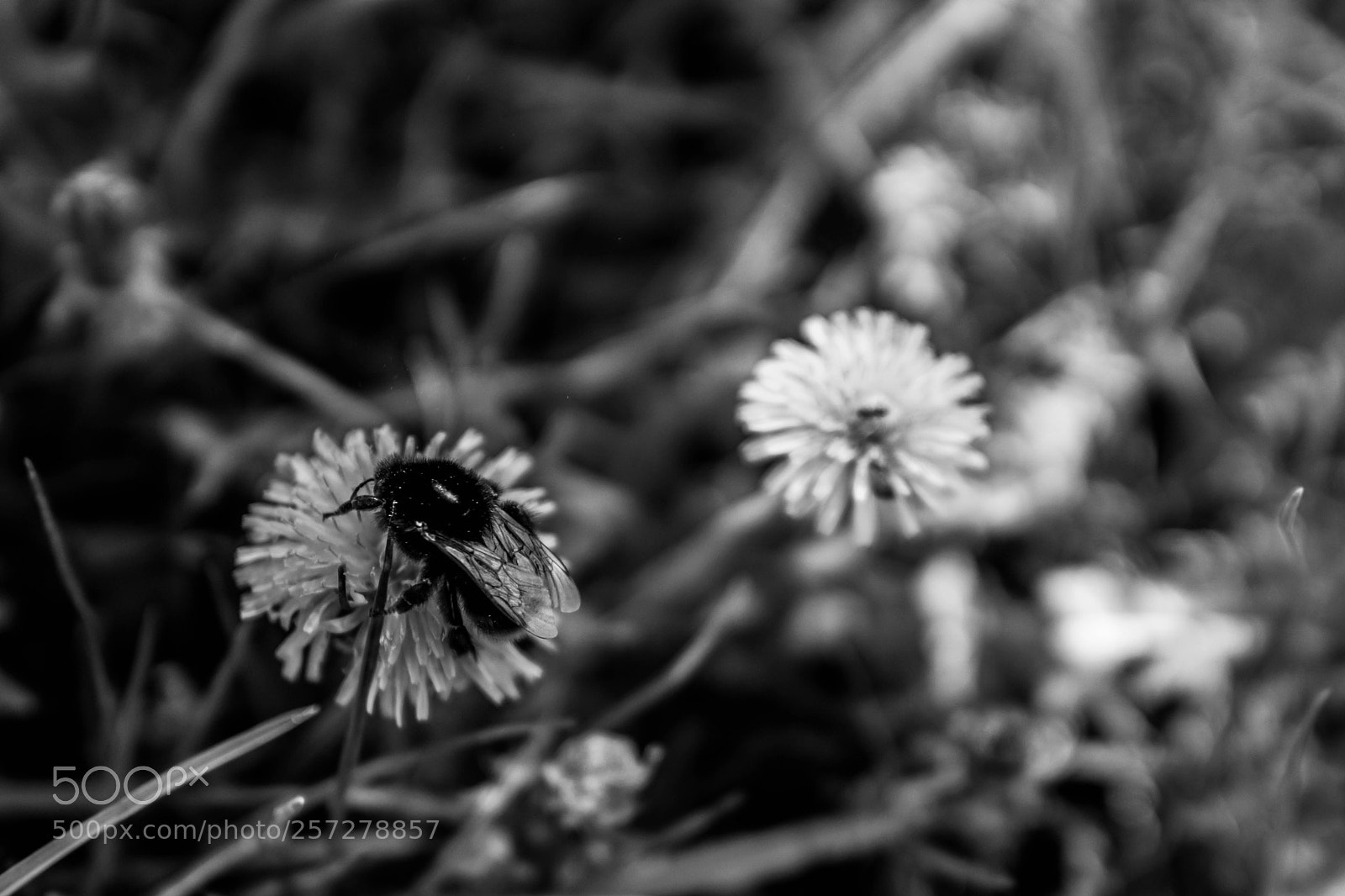 Sony a6000 sample photo. Busy bee photography