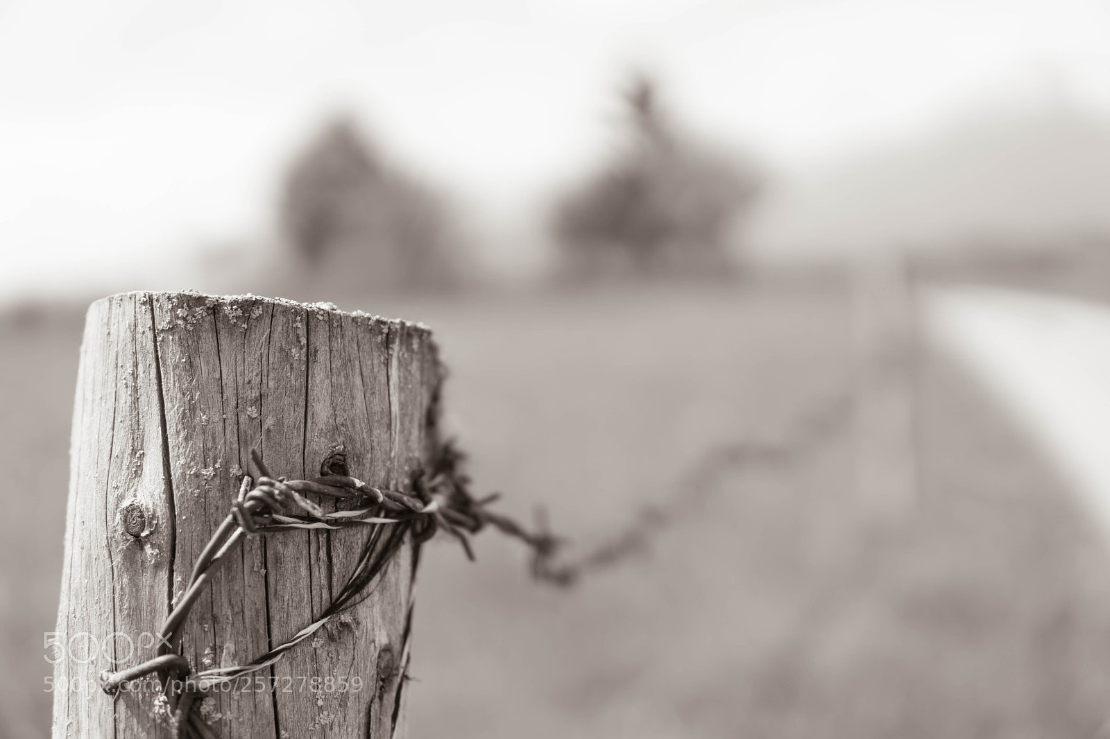 Sony a6000 sample photo. Wired fence photography