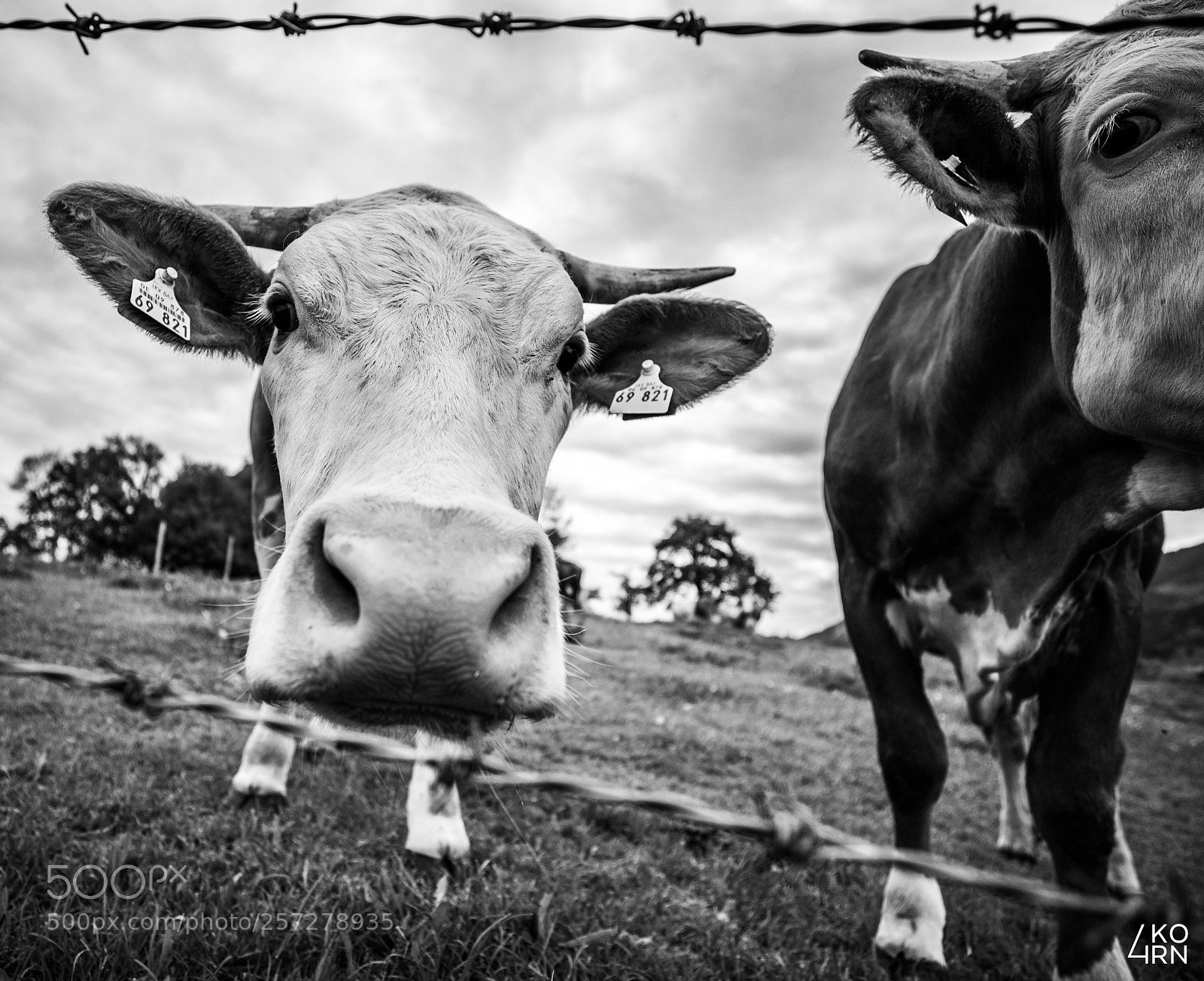 Canon EOS 5D Mark IV sample photo. Friendship @ cows photography