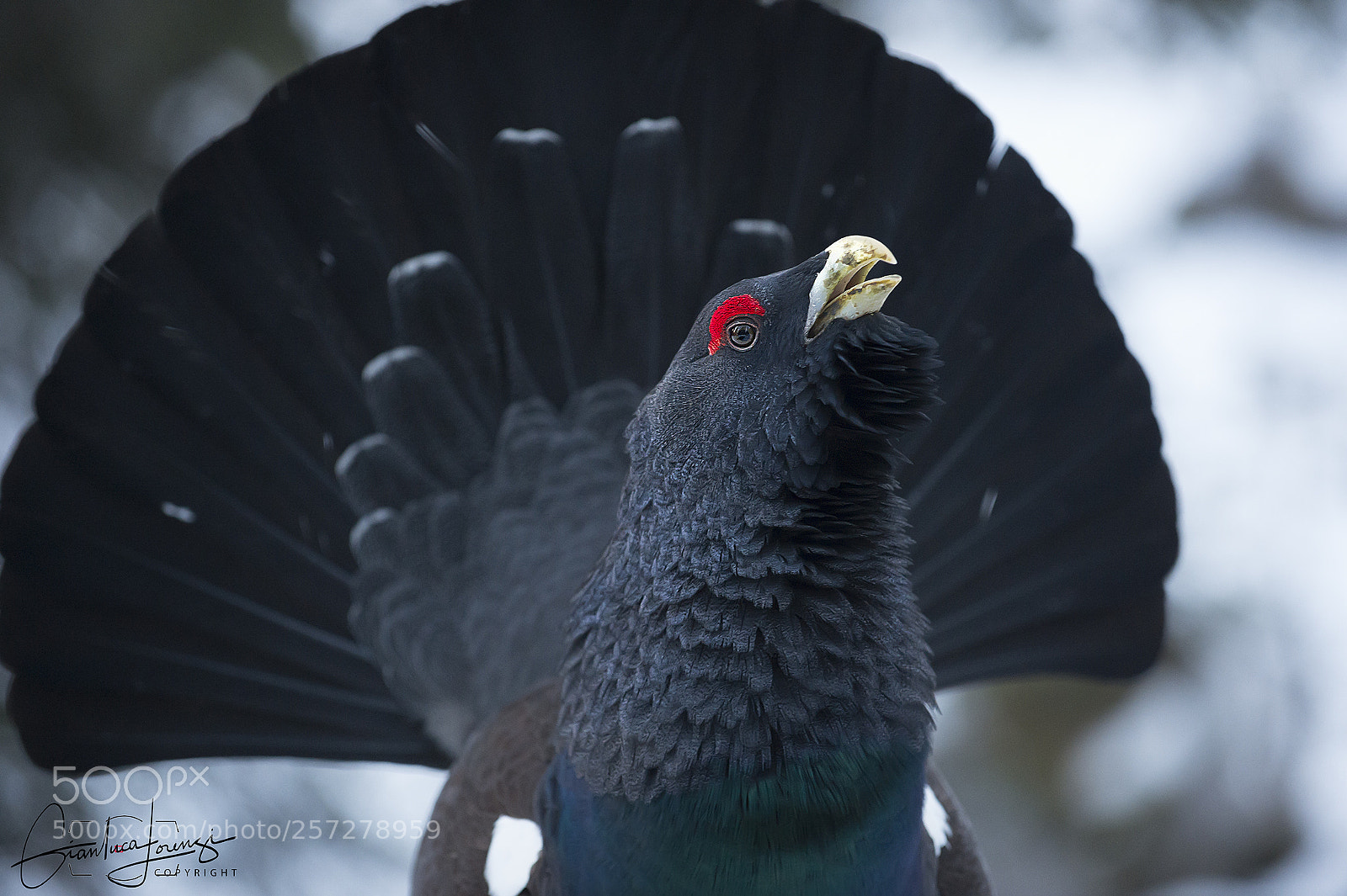 Nikon D4 sample photo. Gallo cedrone photography