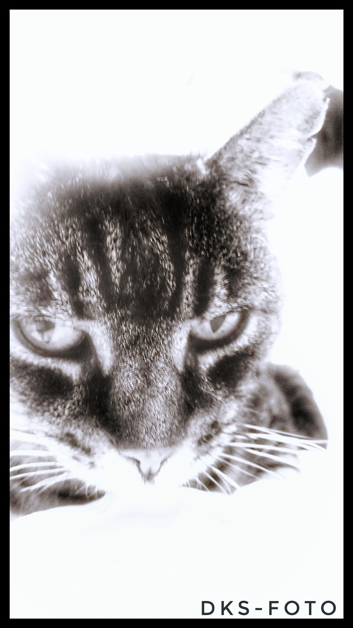 Sony Xperia Z2 sample photo. Cat photography