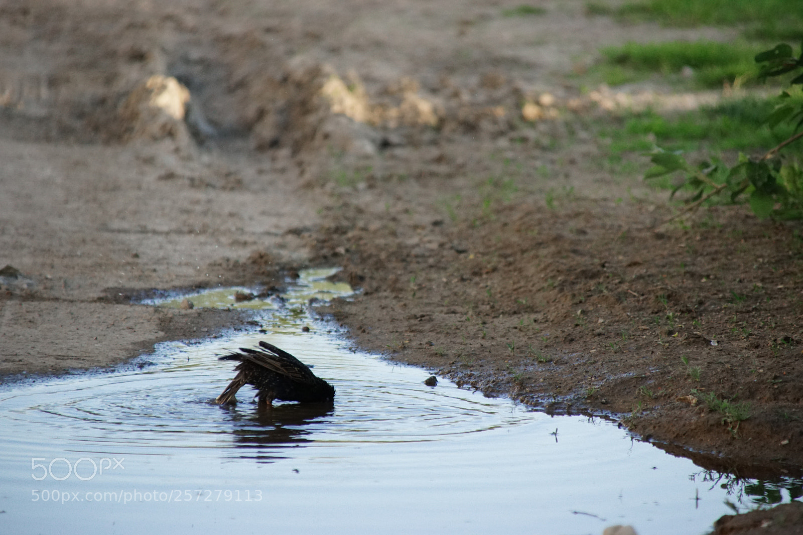 Sony SLT-A68 sample photo. Where's my head? photography