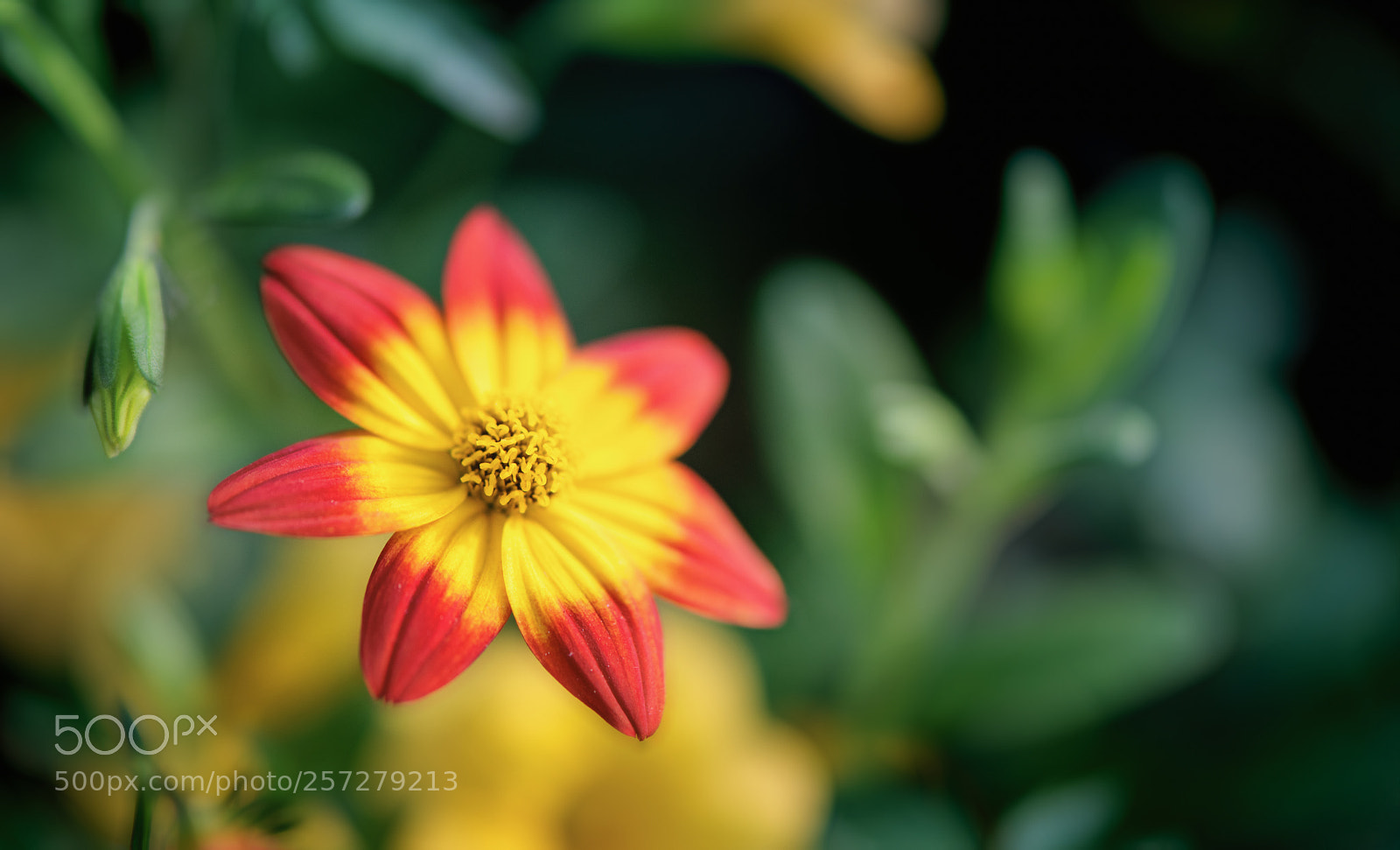 Nikon D850 sample photo. Family of spring photography
