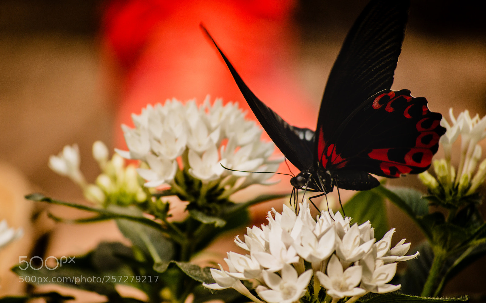 Nikon D3200 sample photo. Papillon rouge photography