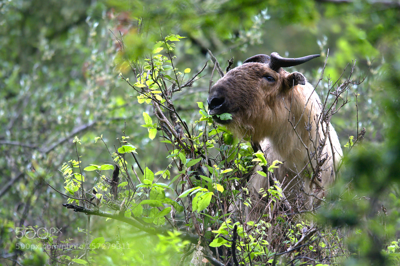 Nikon D500 sample photo. Sichuan takin photography