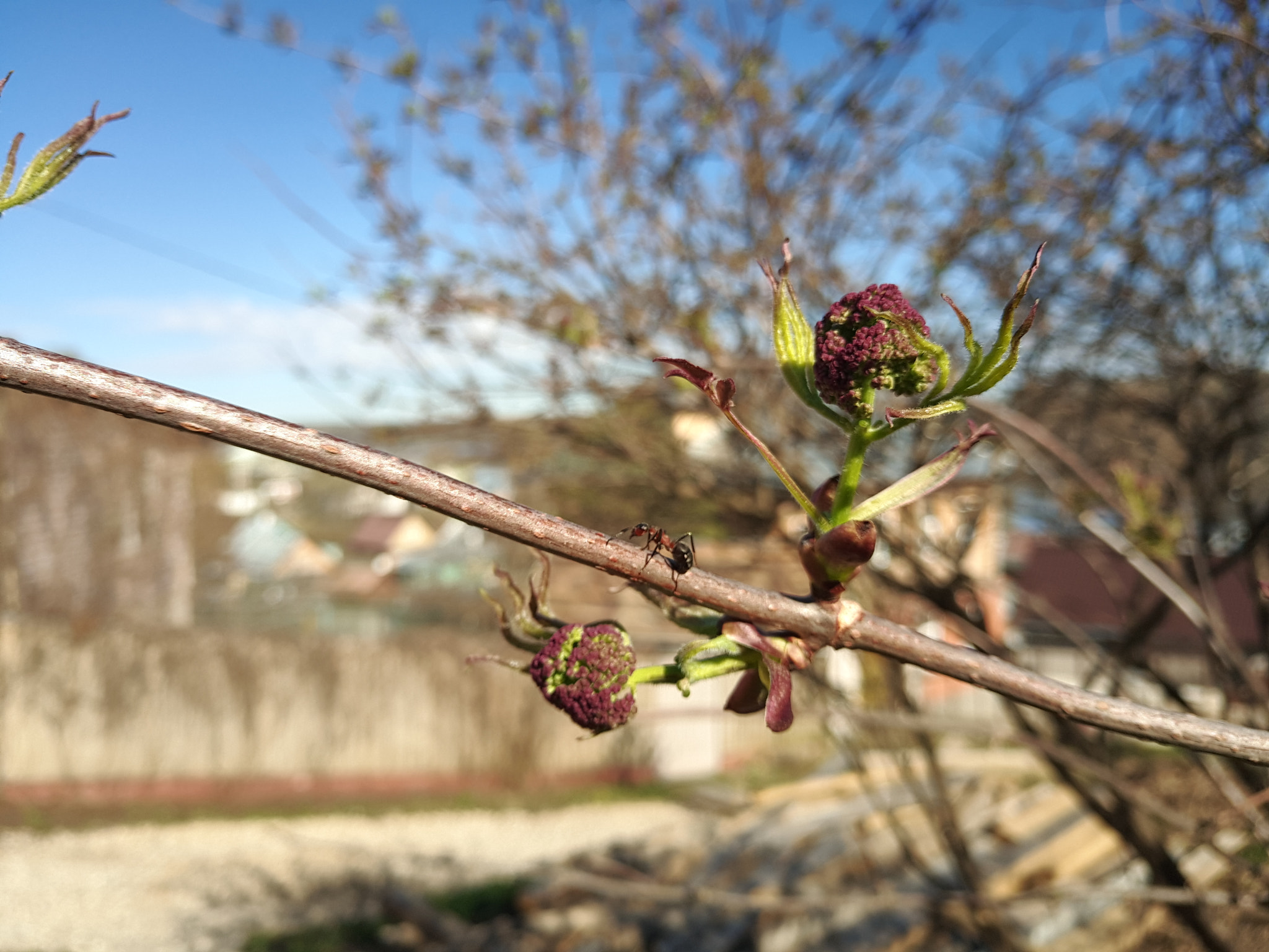 Meizu PRO 6 Plus sample photo. Spring, everything comes to life. photography