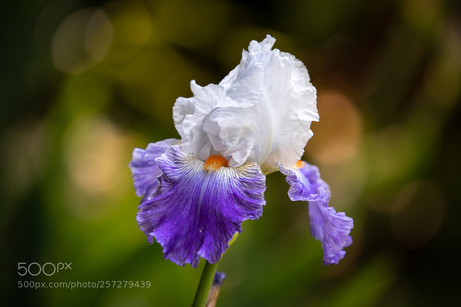 Canon EOS 6D Mark II sample photo. Iris du jardin photography