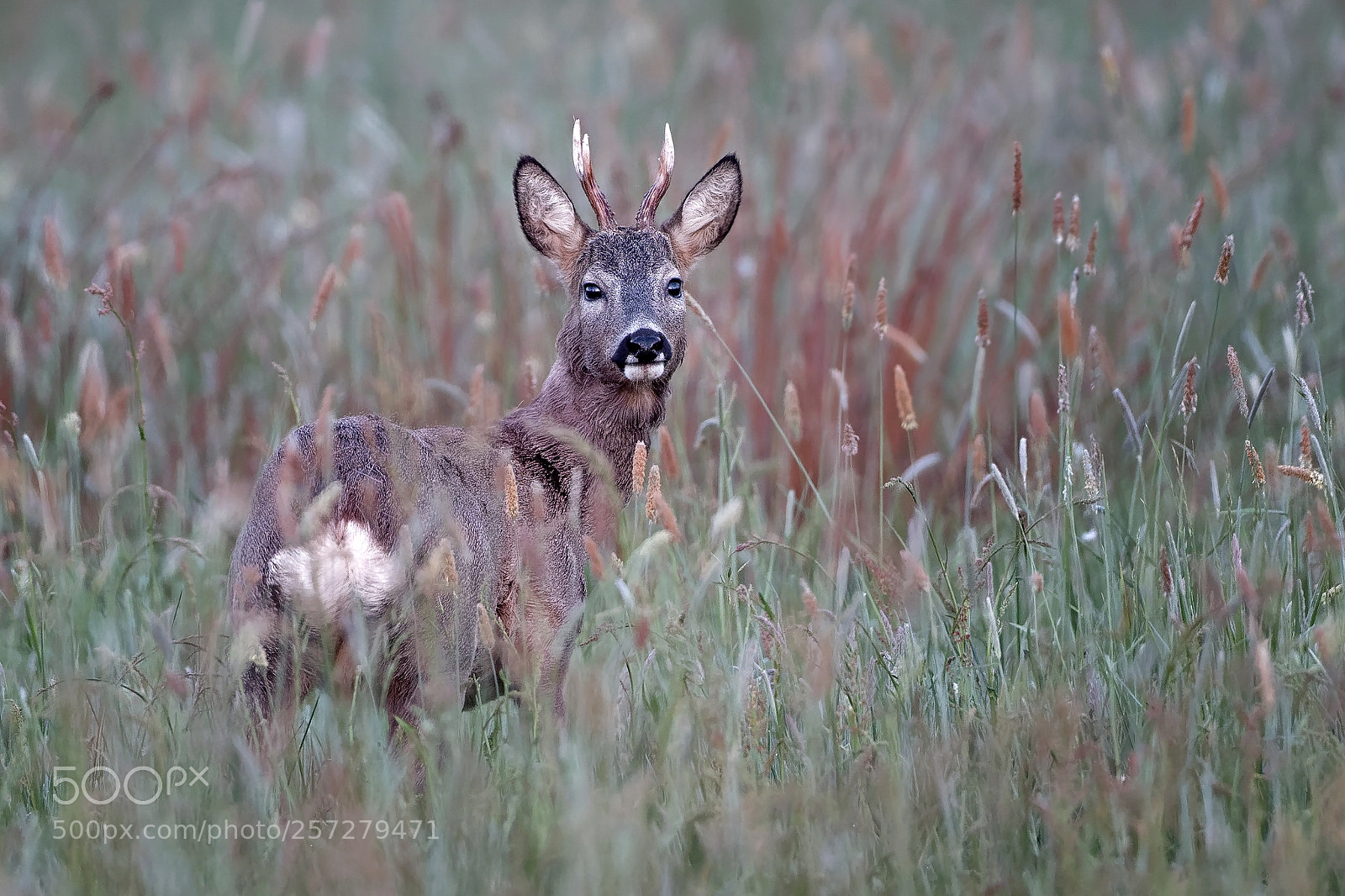 Canon EOS 7D Mark II sample photo. Rehbock photography