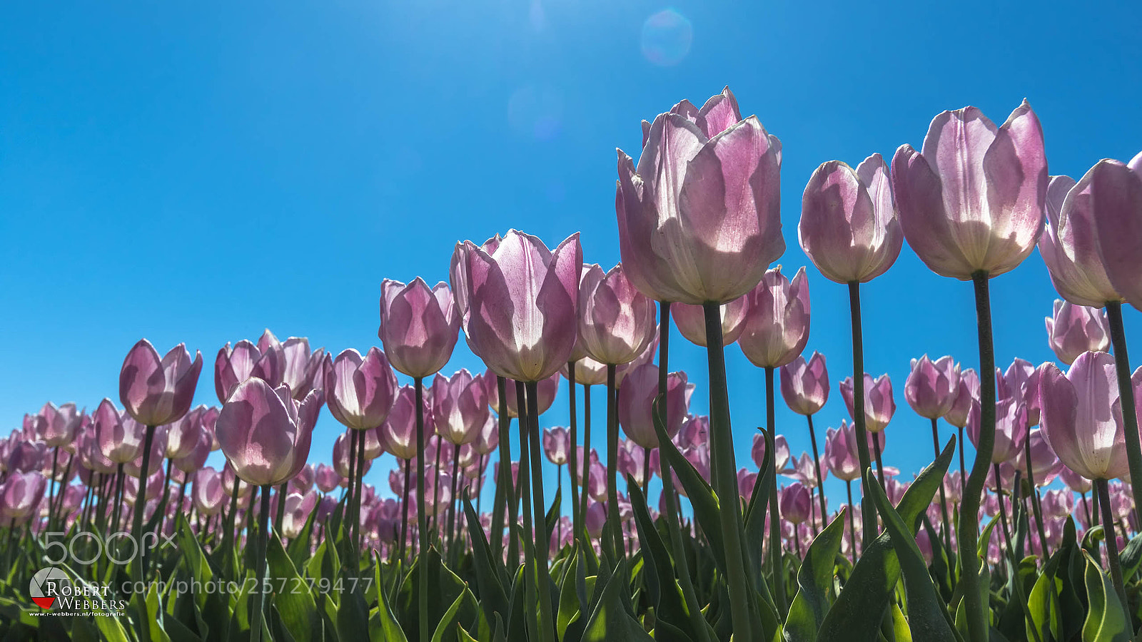Canon EOS 7D Mark II sample photo. Tulips photography