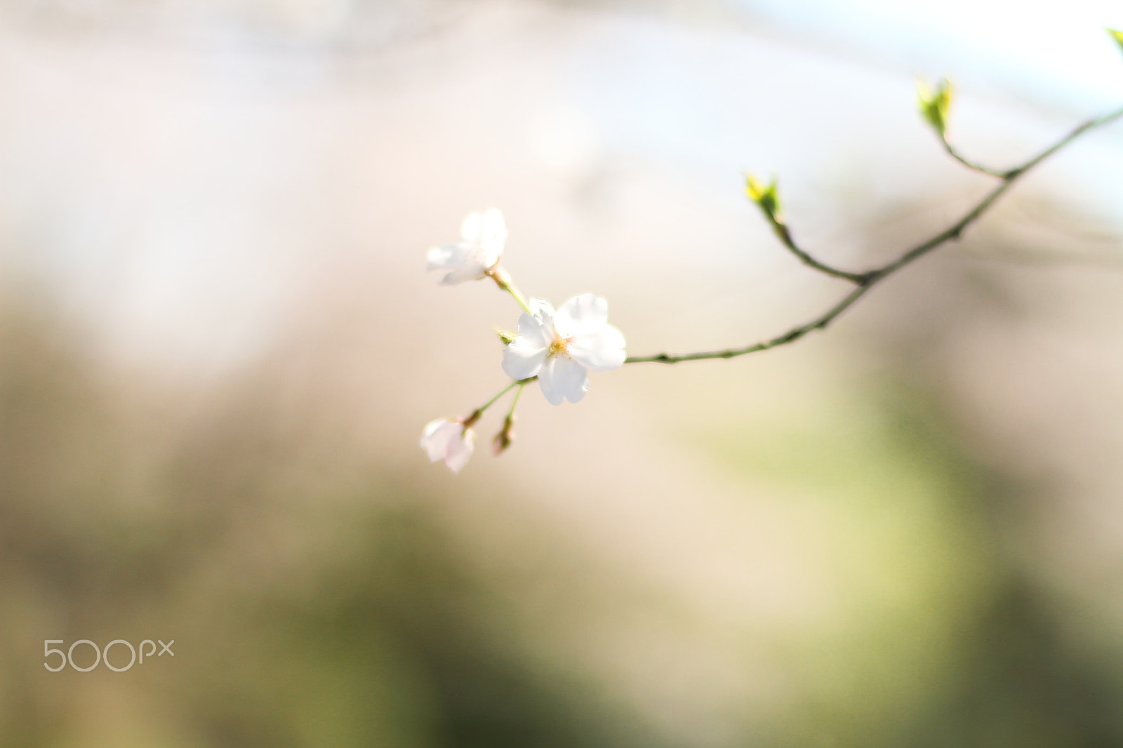 Canon EOS 7D + Canon EF 50mm F1.8 II sample photo. Cherry blossoms photography