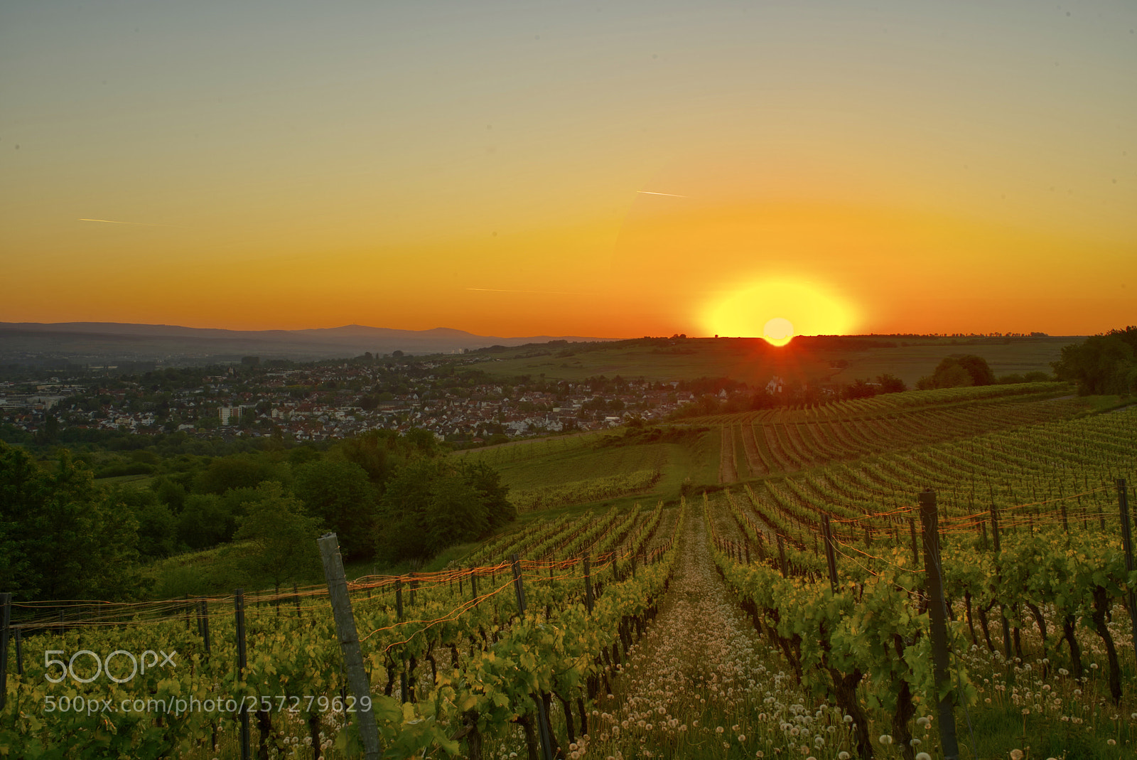 Sony a7 III sample photo. Guten morgen ingelheim  photography