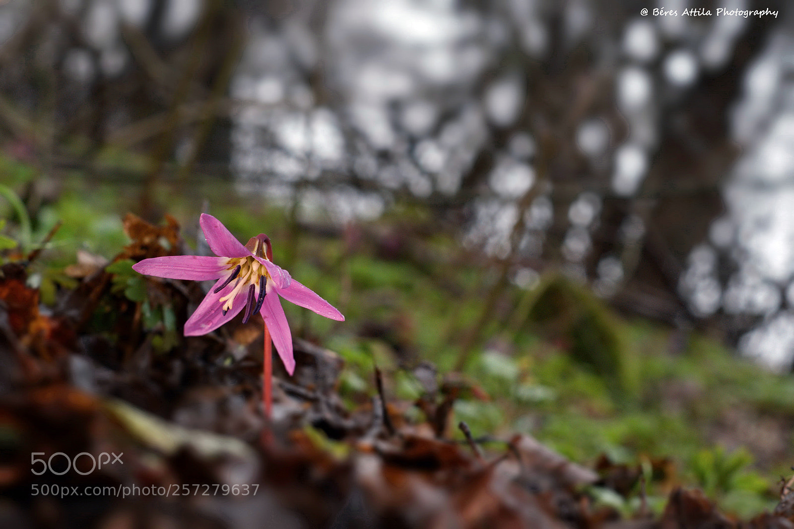 Nikon D3300 sample photo. Erythronium dens-canis photography