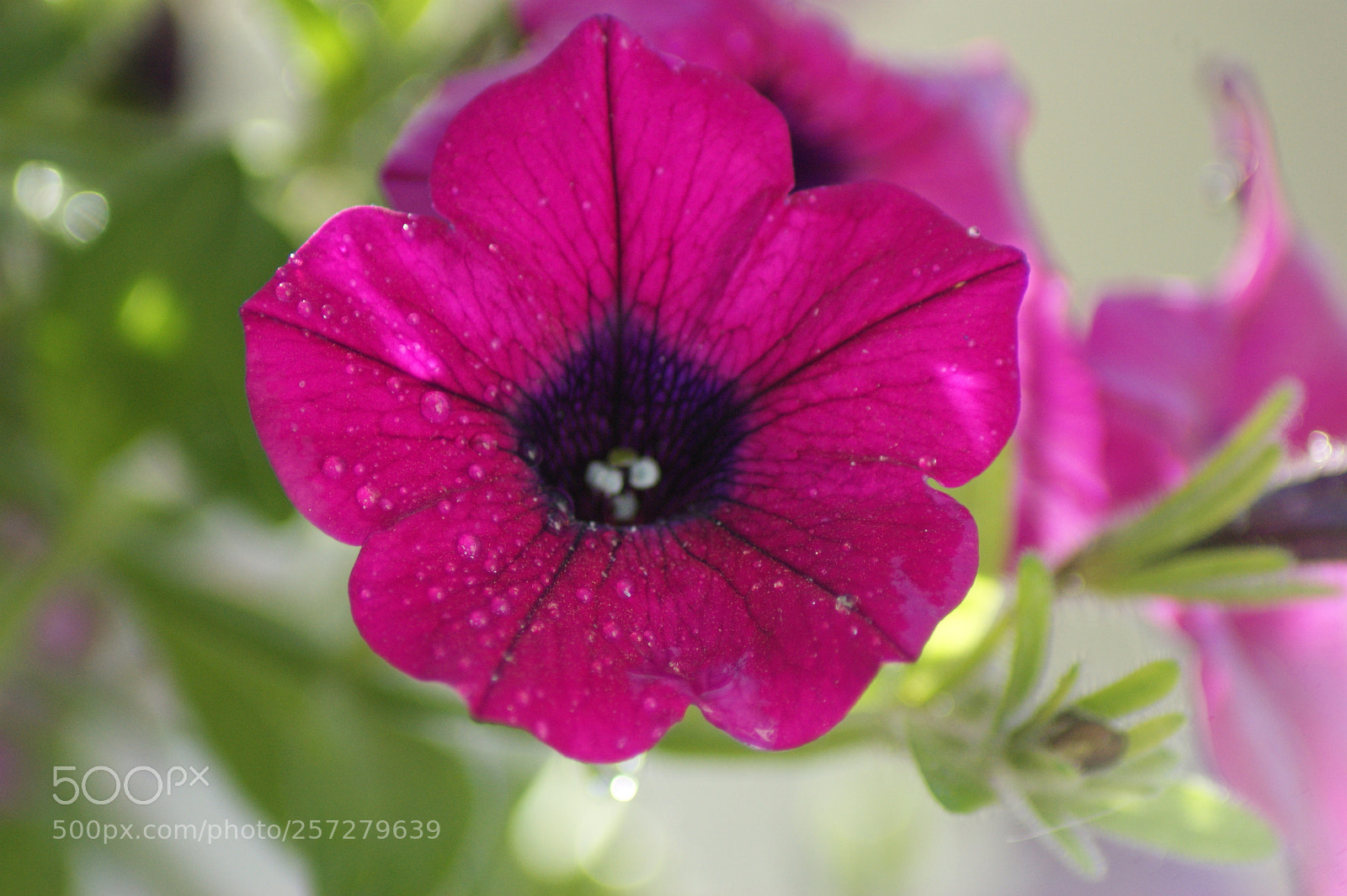 Sony Alpha DSLR-A350 sample photo. Warm photography