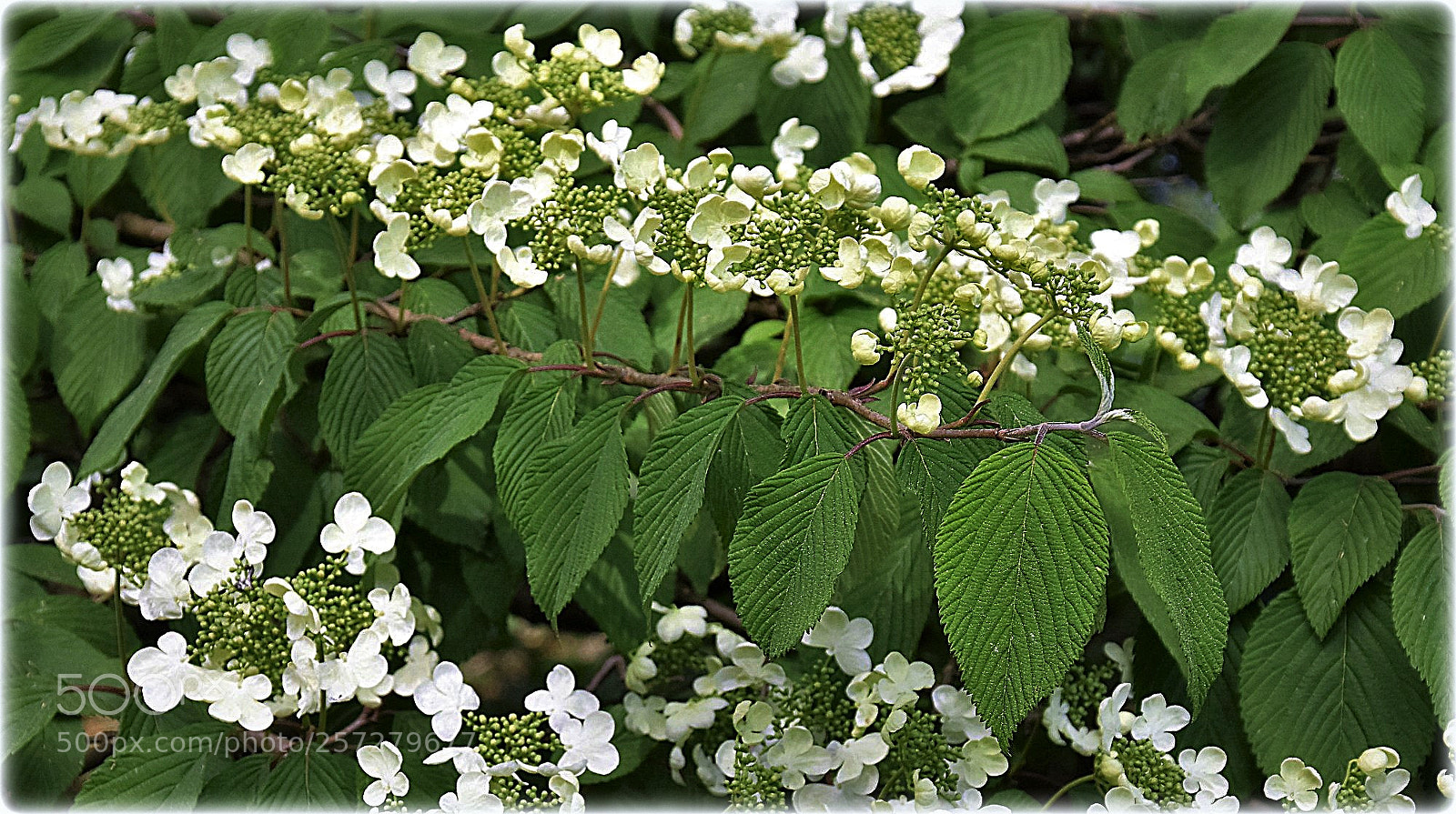 Nikon D7200 sample photo. "spalier" photography