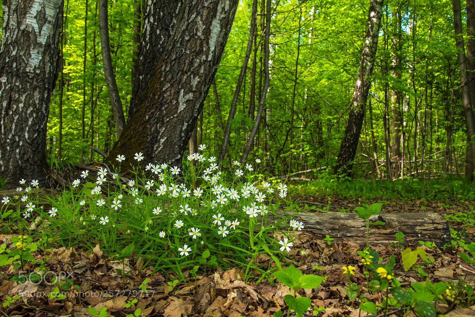 Nikon D750 sample photo. Forest flowers photography