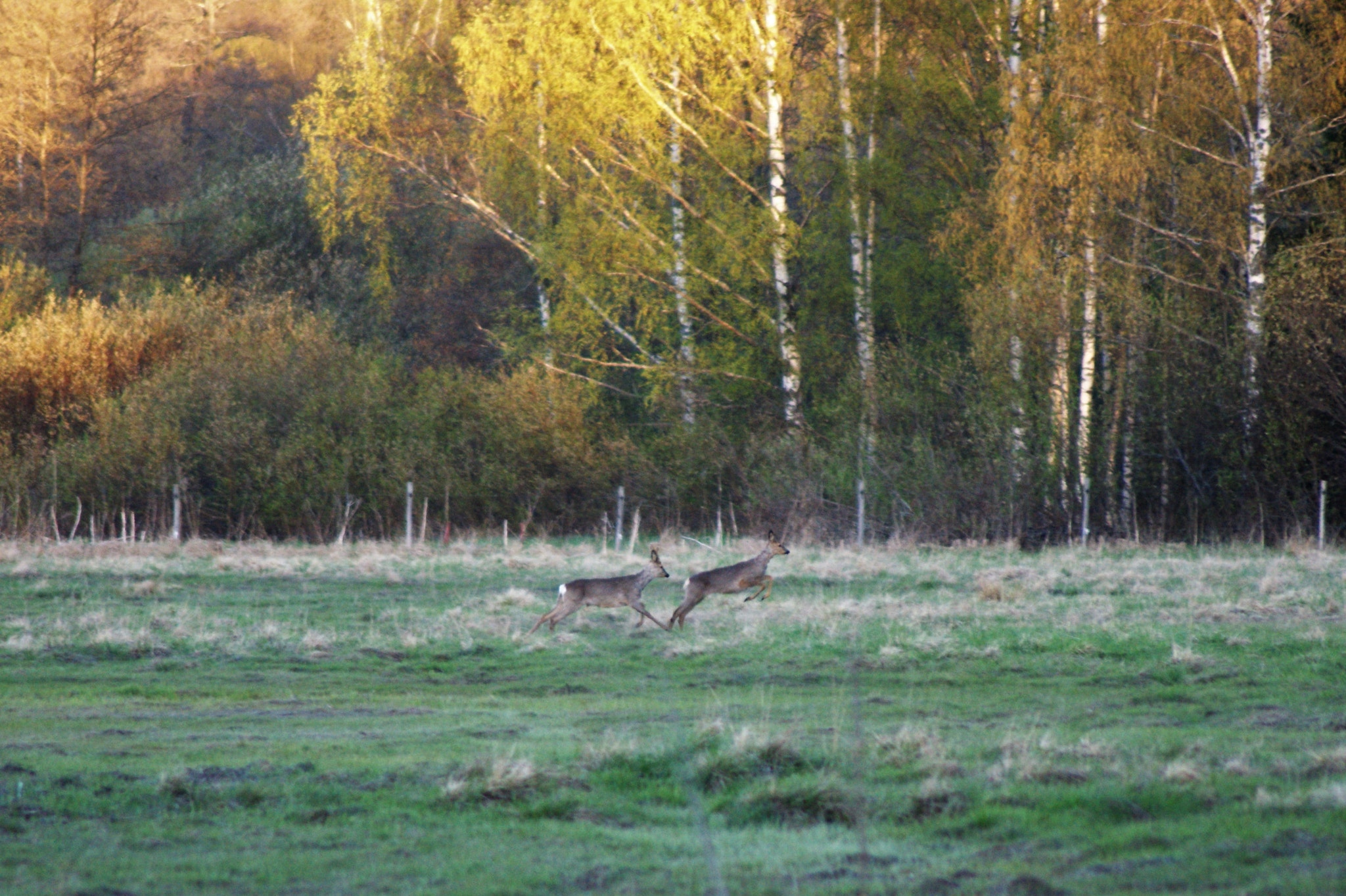 Tamron Lens (255) sample photo. Deers photography